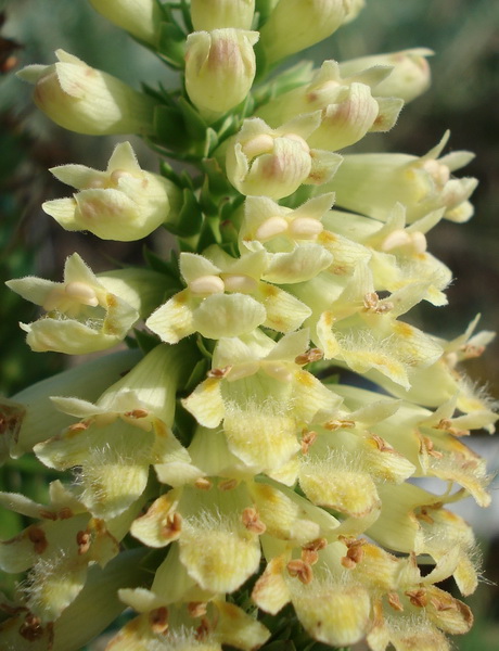 Digitalis.viridiflora.JPG