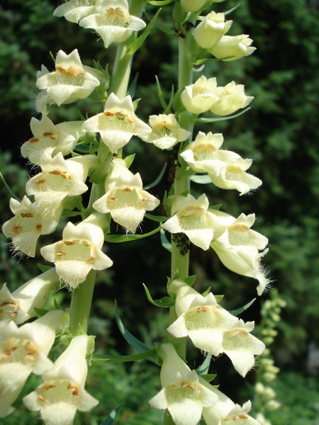 Digitalis.lutea.jpg