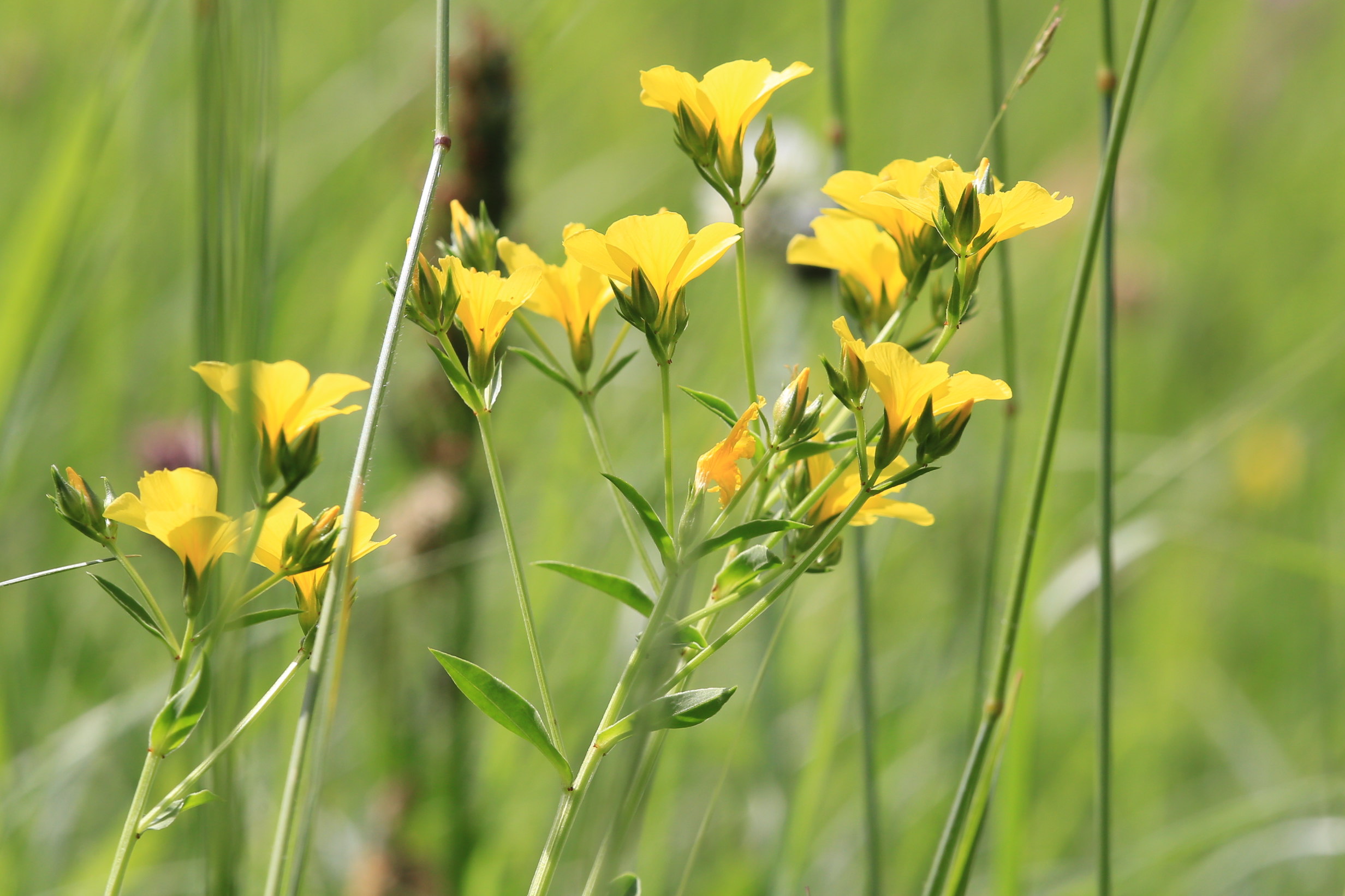 Linum flavum_schartnerkogel3.JPG