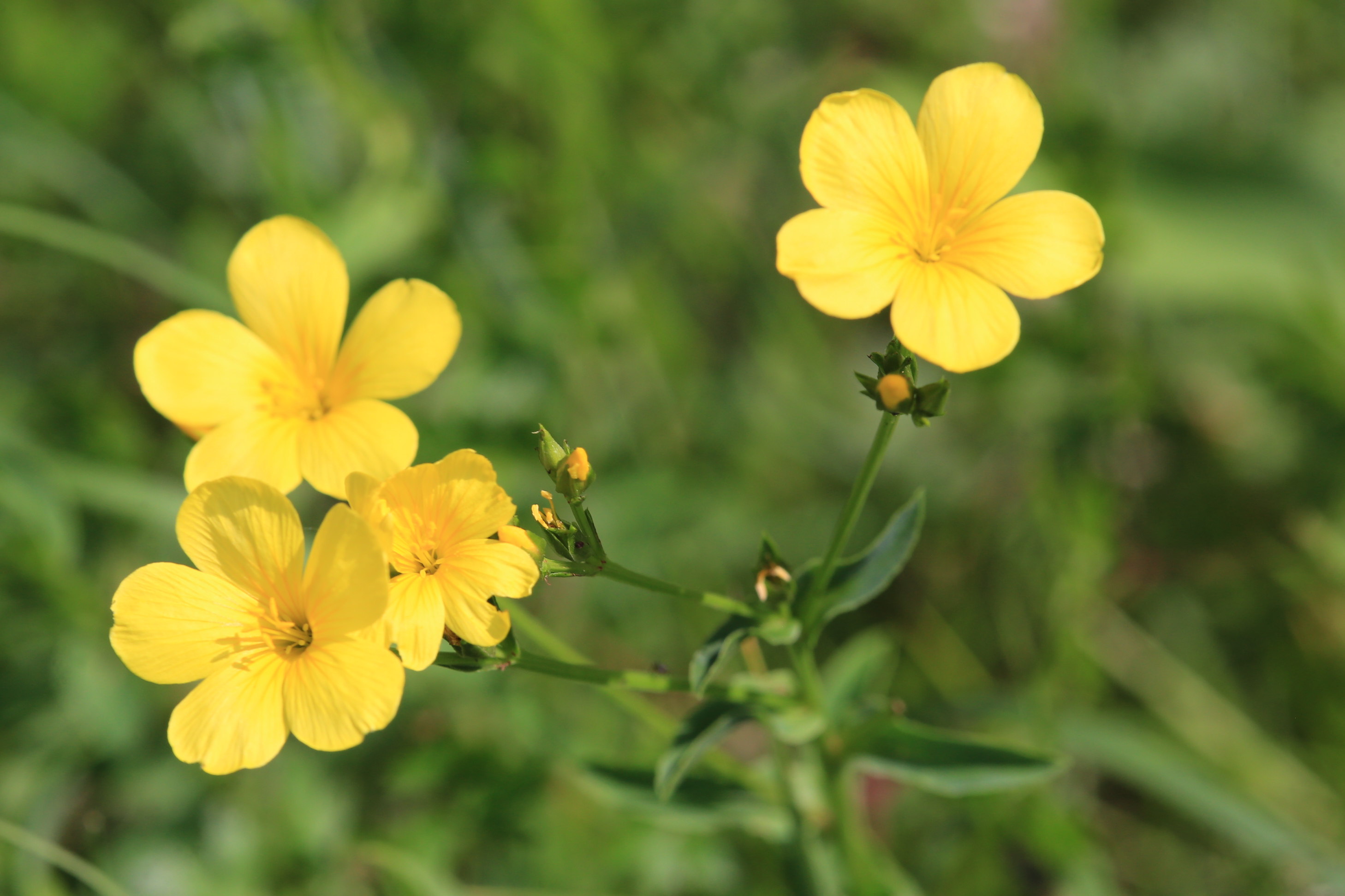 Linum flavum_schartnerkogel2.JPG