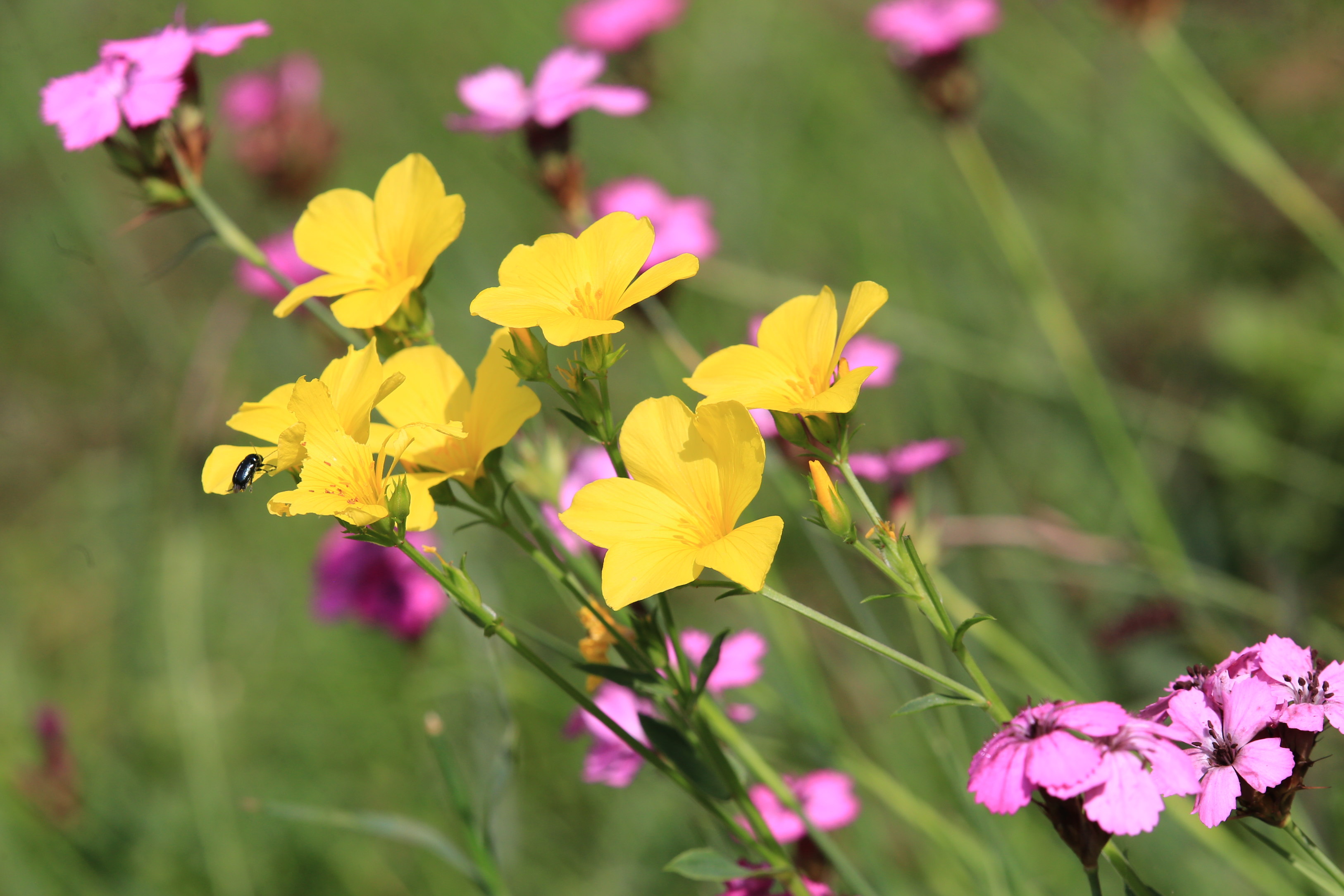 Linum flavum_schartnerkogel1.JPG