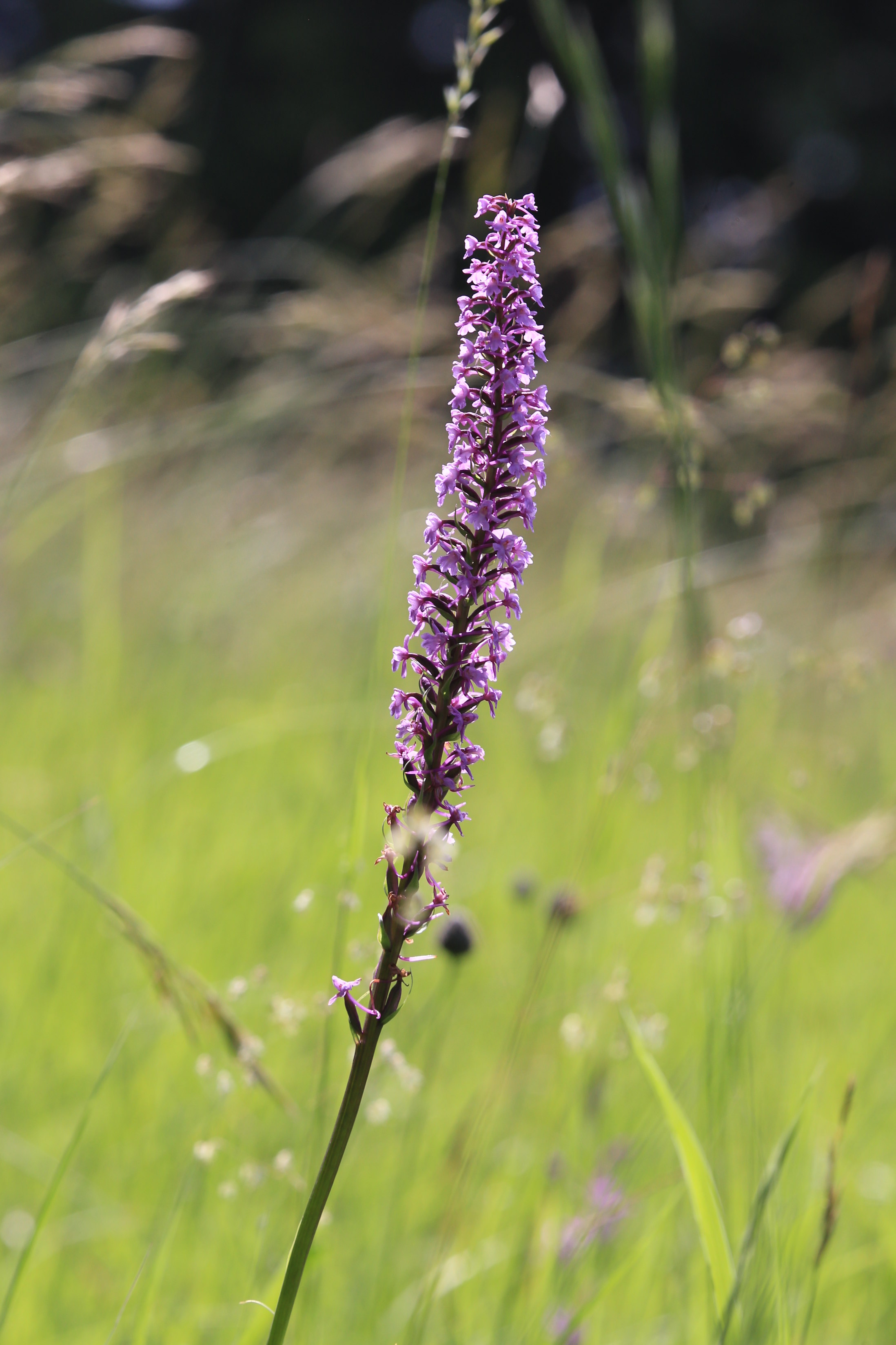 Gymnadenia conopsea_schartnerkogel.JPG