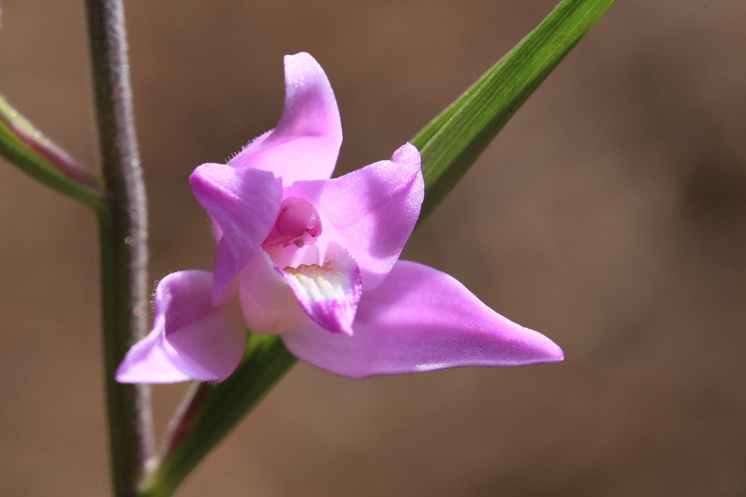 Cephalanthera rubra.JPG