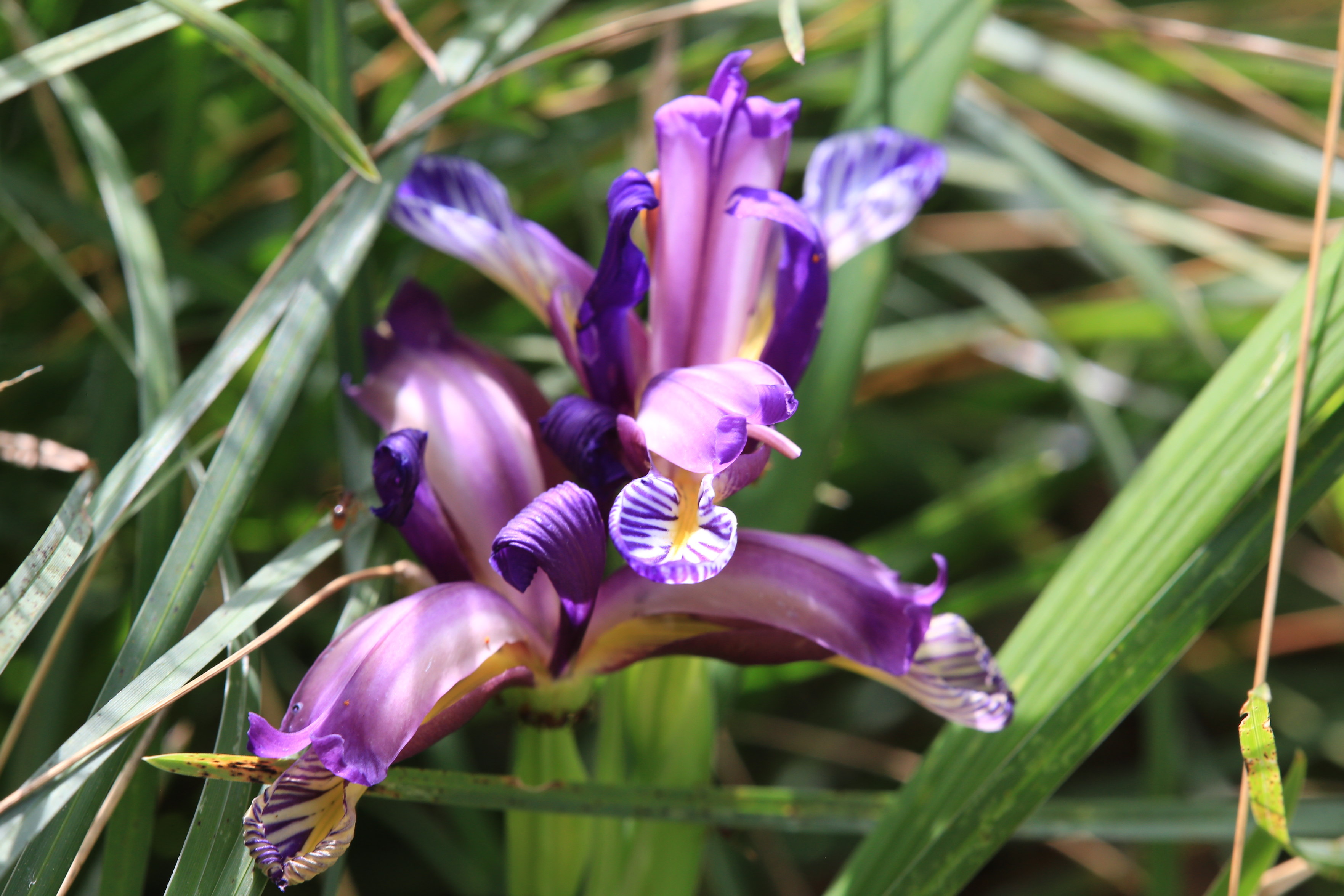 Iris graminea4.JPG