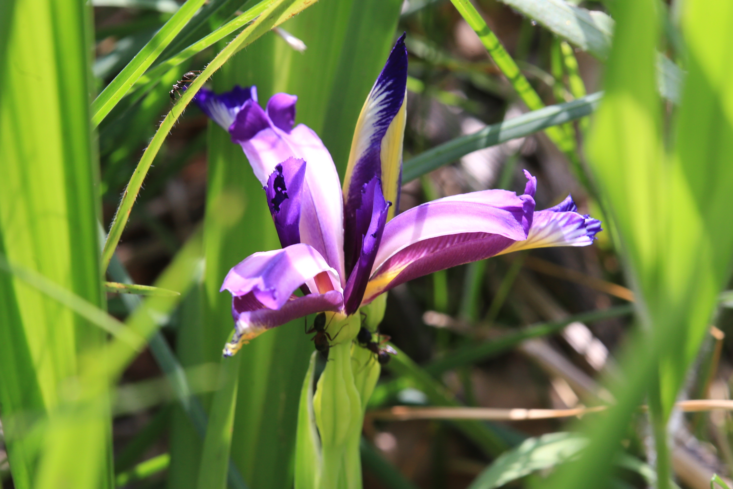 Iris graminea3.JPG