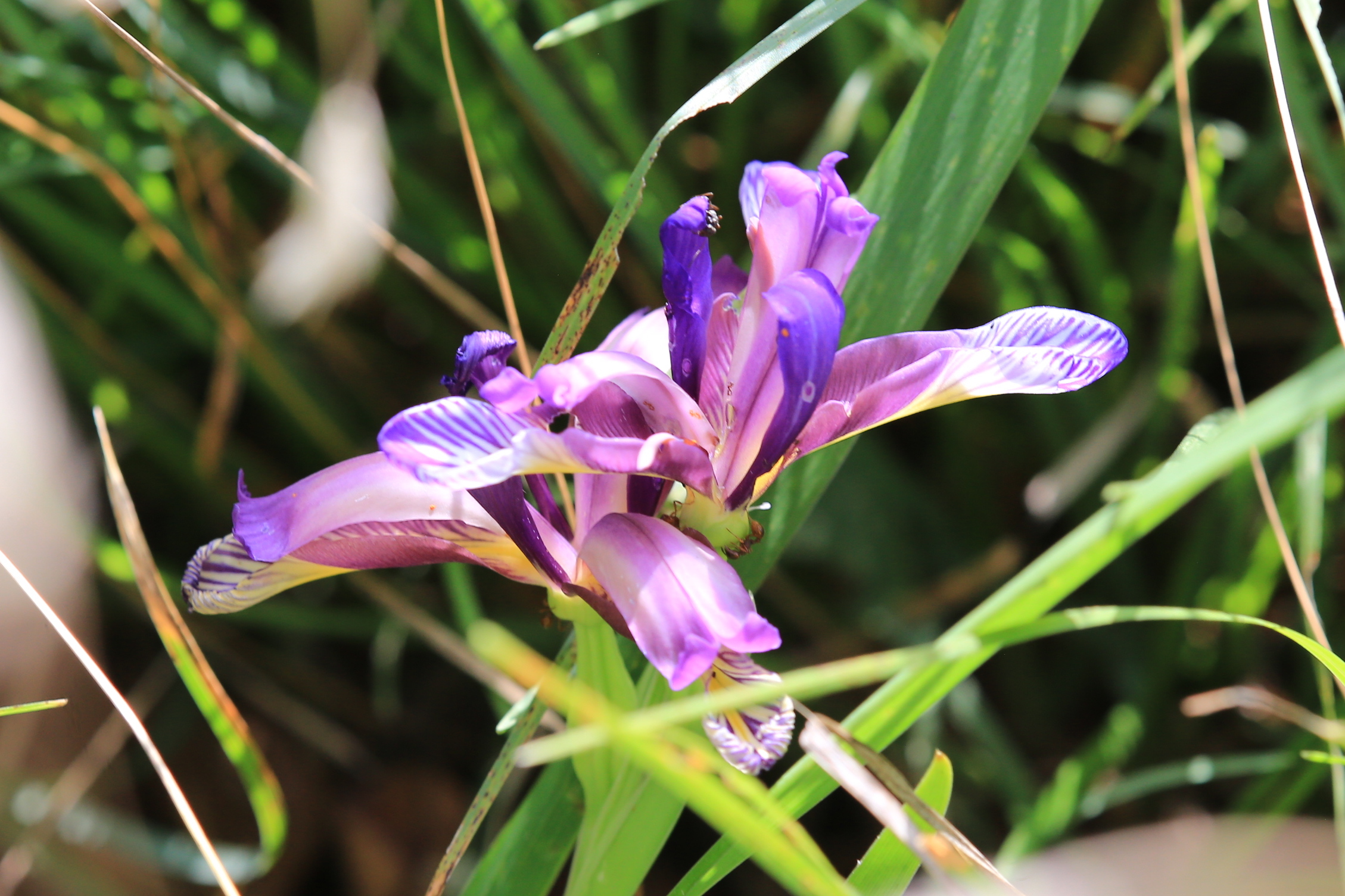Iris graminea2.JPG