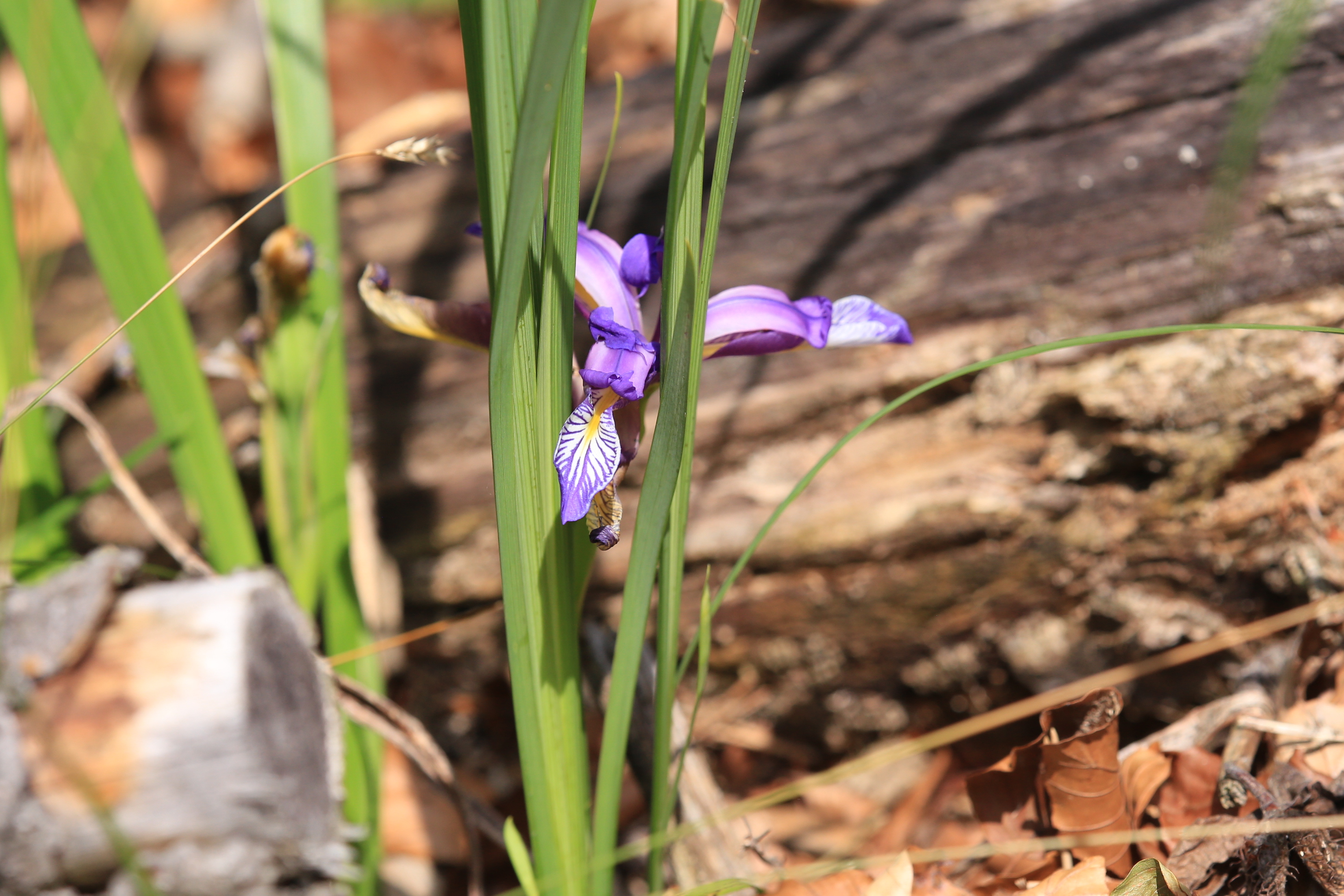 Iris graminea1.JPG