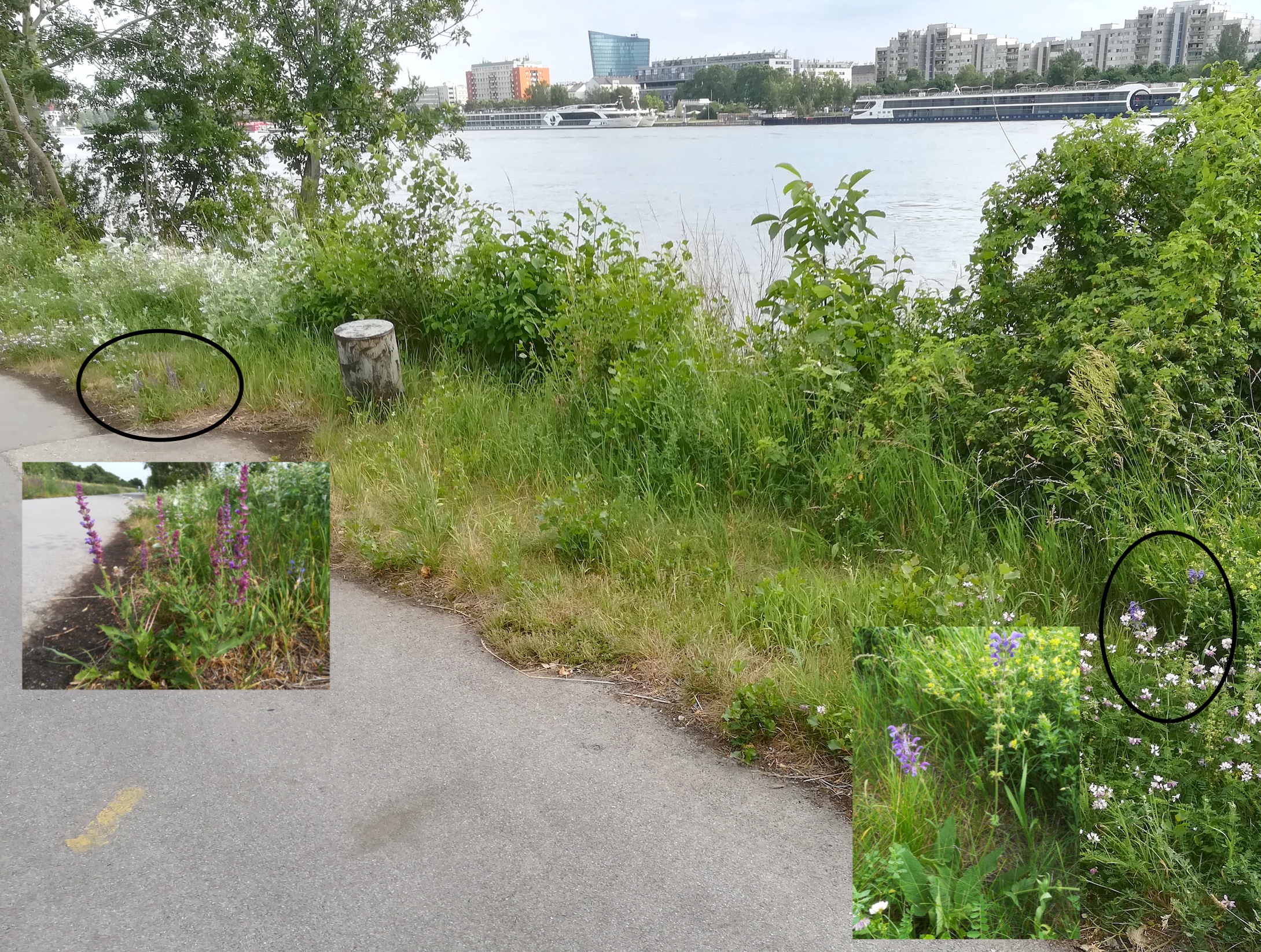 salvia nemorosa links und s. pratensis rechts donauinsel wasserspielplatz_20190616_172352.jpg