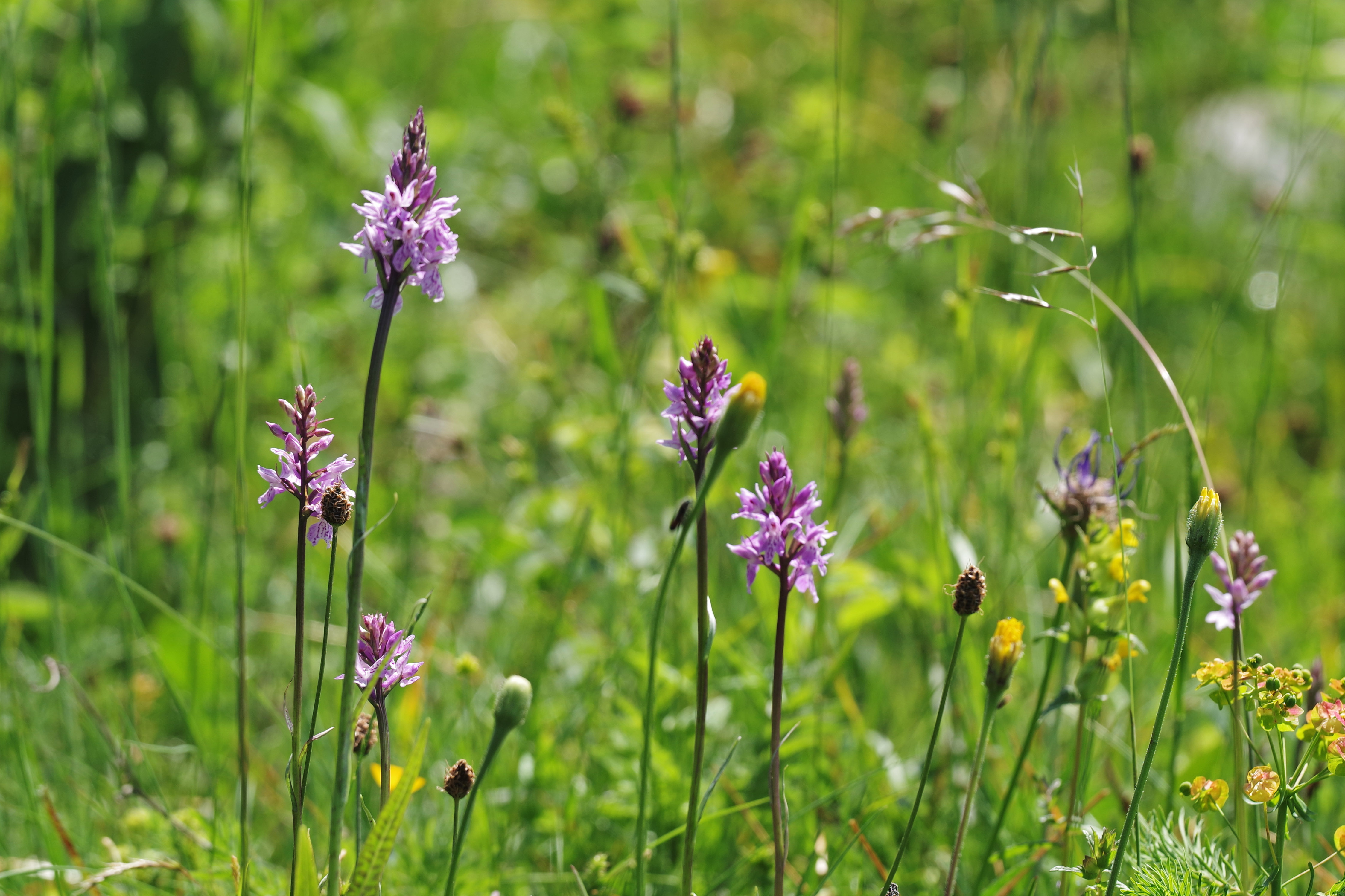 Dactylorhiza fuchsii_hubenhalt.jpeg