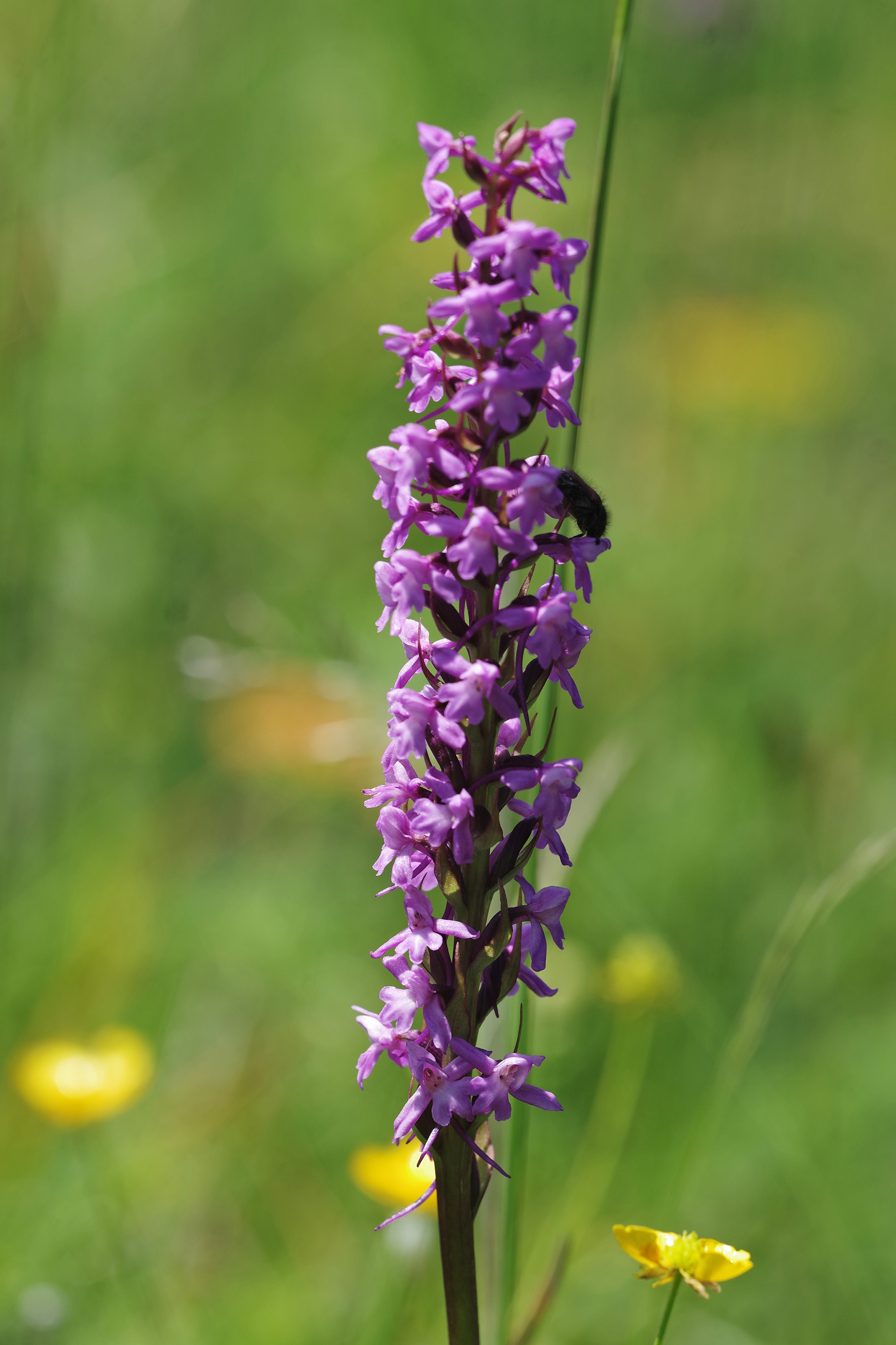 Gymnadenia conopsea_hubenhalt.jpg