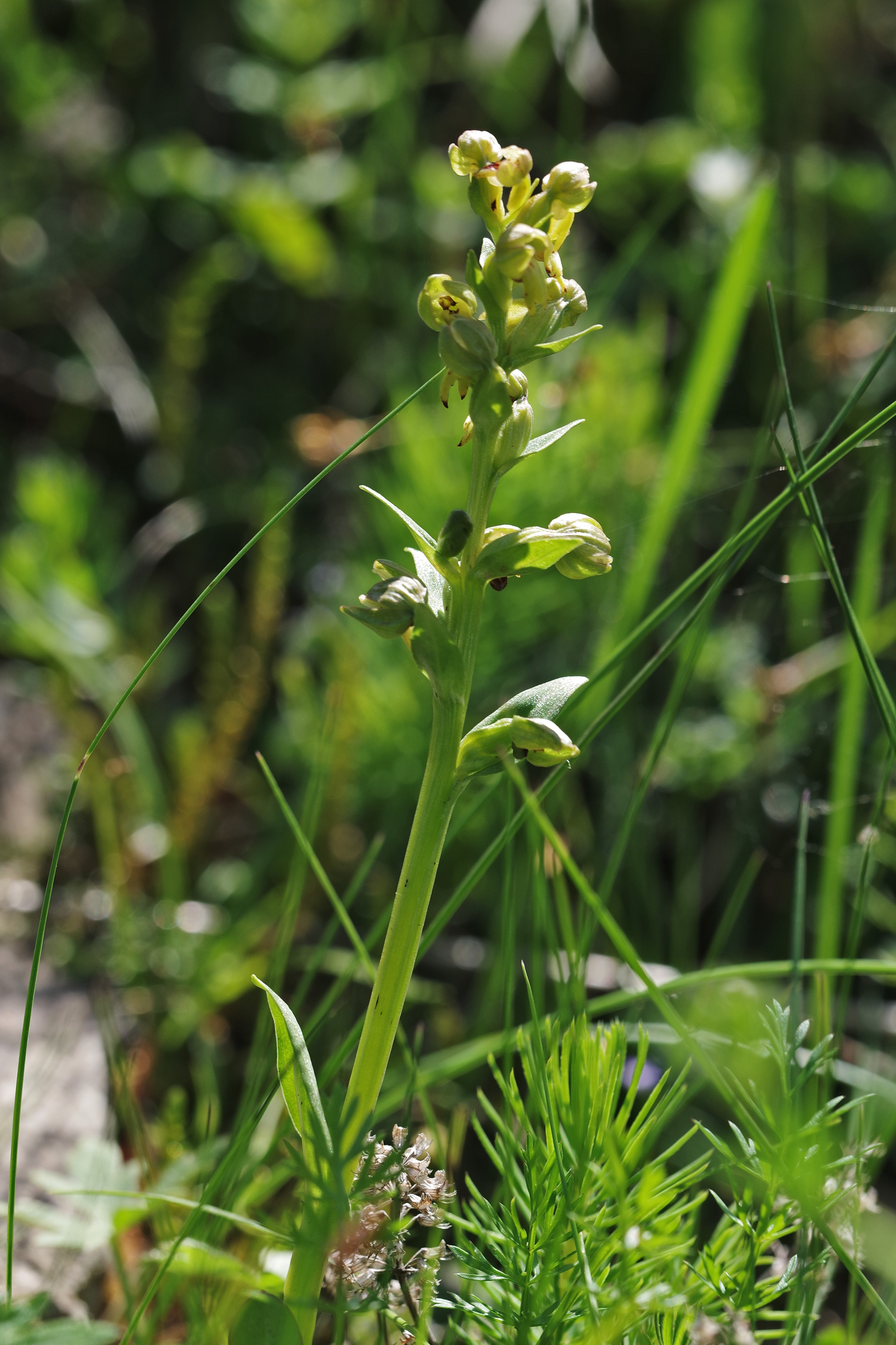 Coeloglossum viride2.jpg