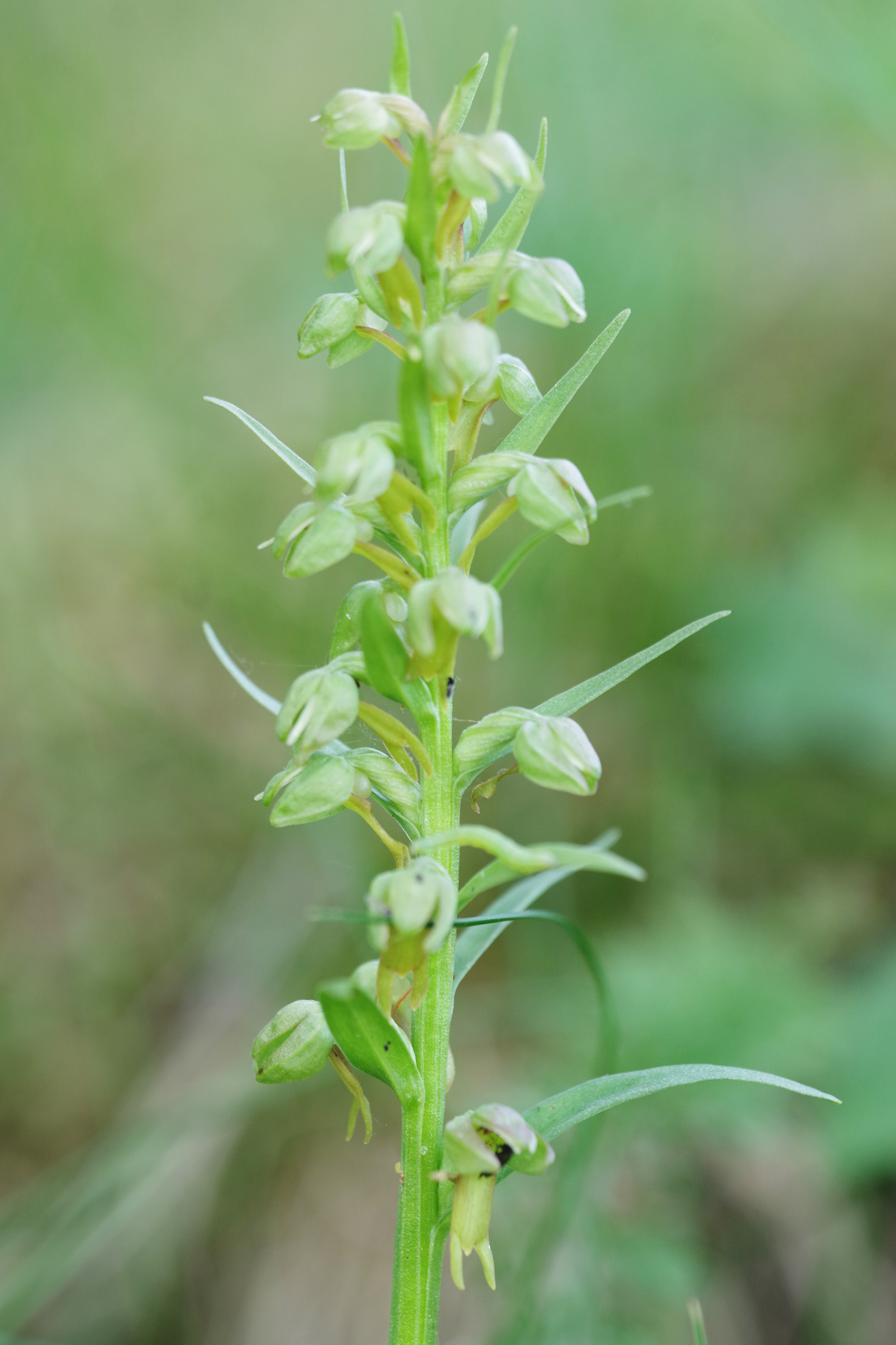 Coeloglossum viride.jpg