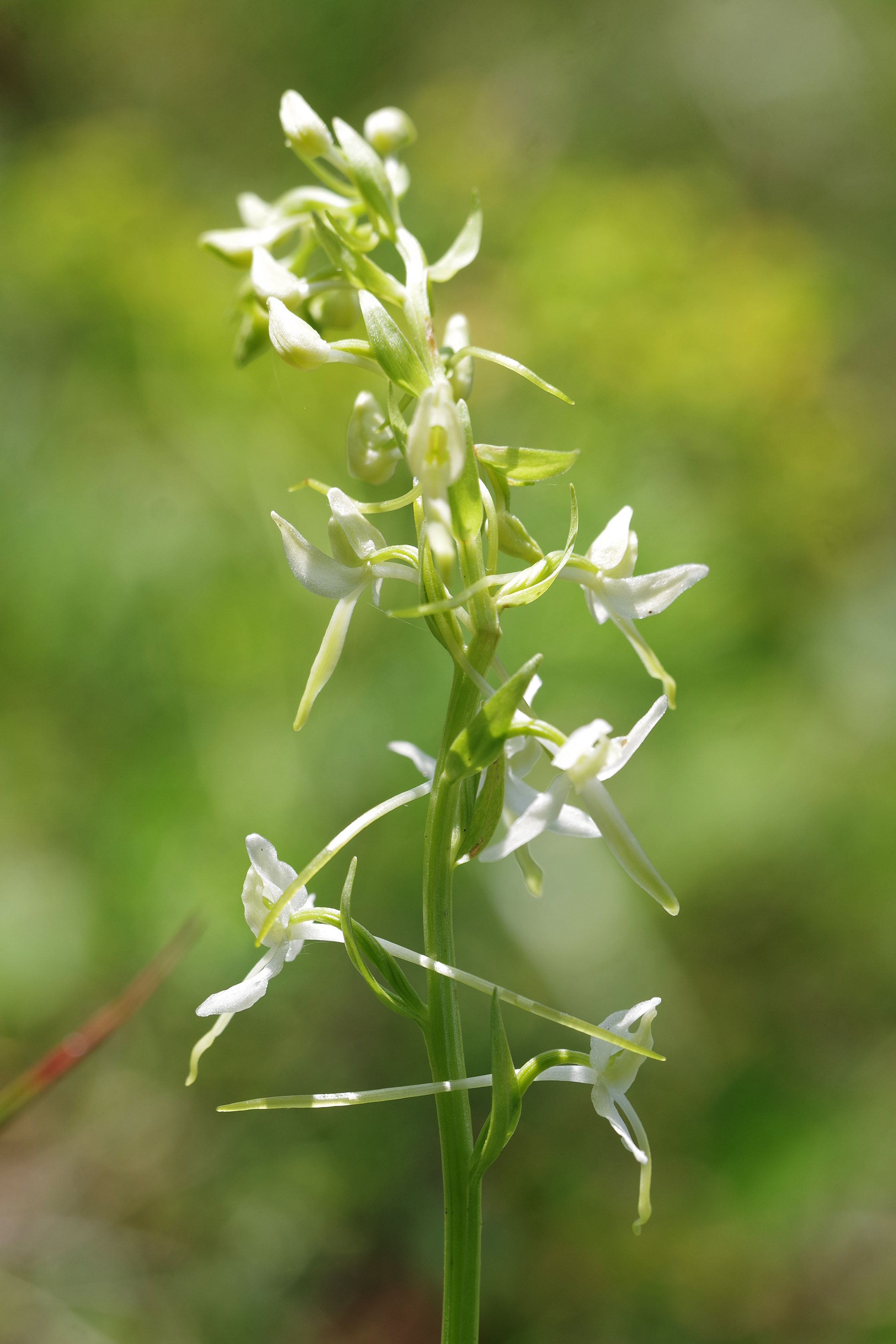 Platanthera bifolia_hubenhalt.jpg