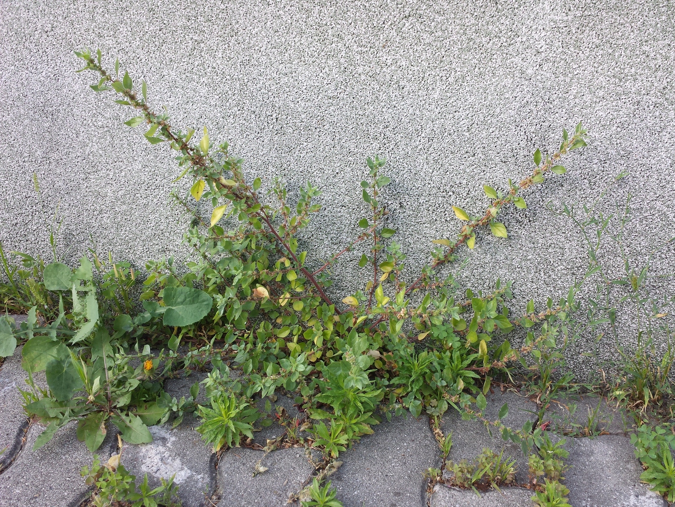 20190618_183703.jpg