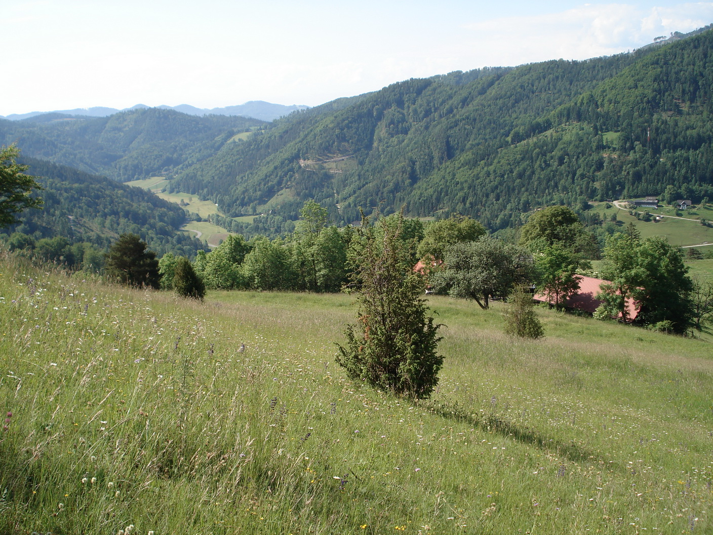 oberhalb Rauchleitner am Niesenbacherkogel.jpg