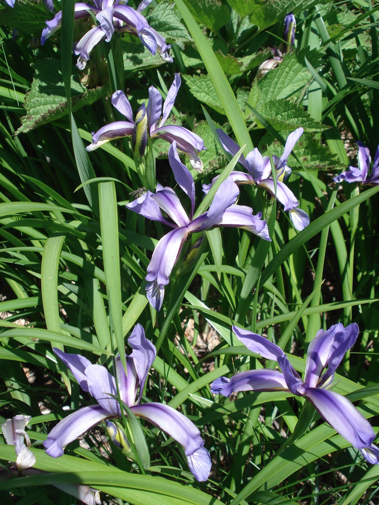 Iris.graminea.jpg