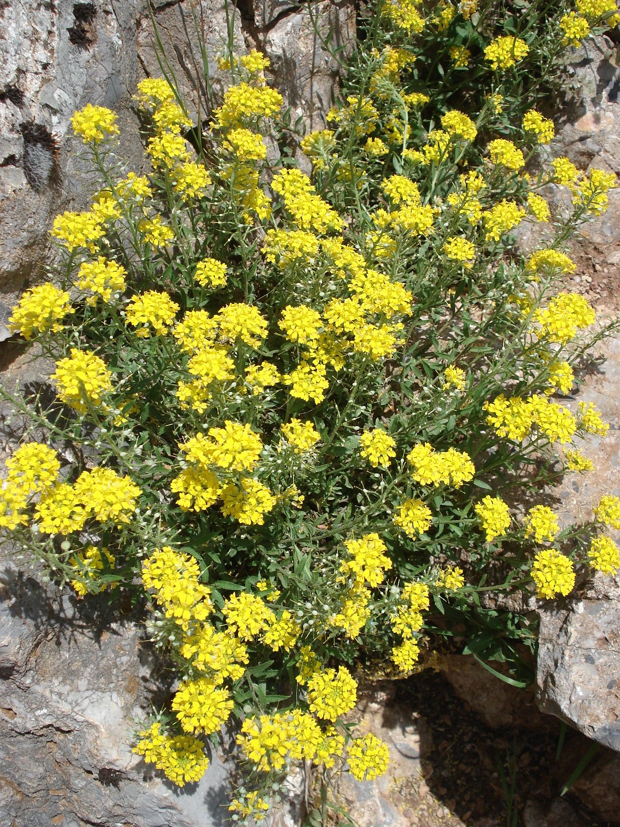 Alyssum.repens..11.06.10.jpg