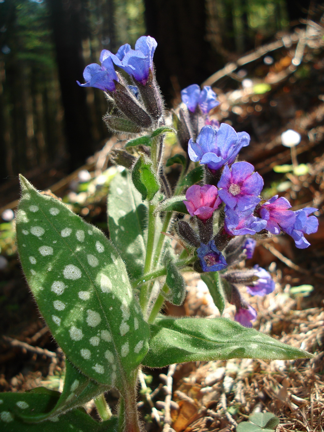 Pulmonaria.stiriaca.JPG