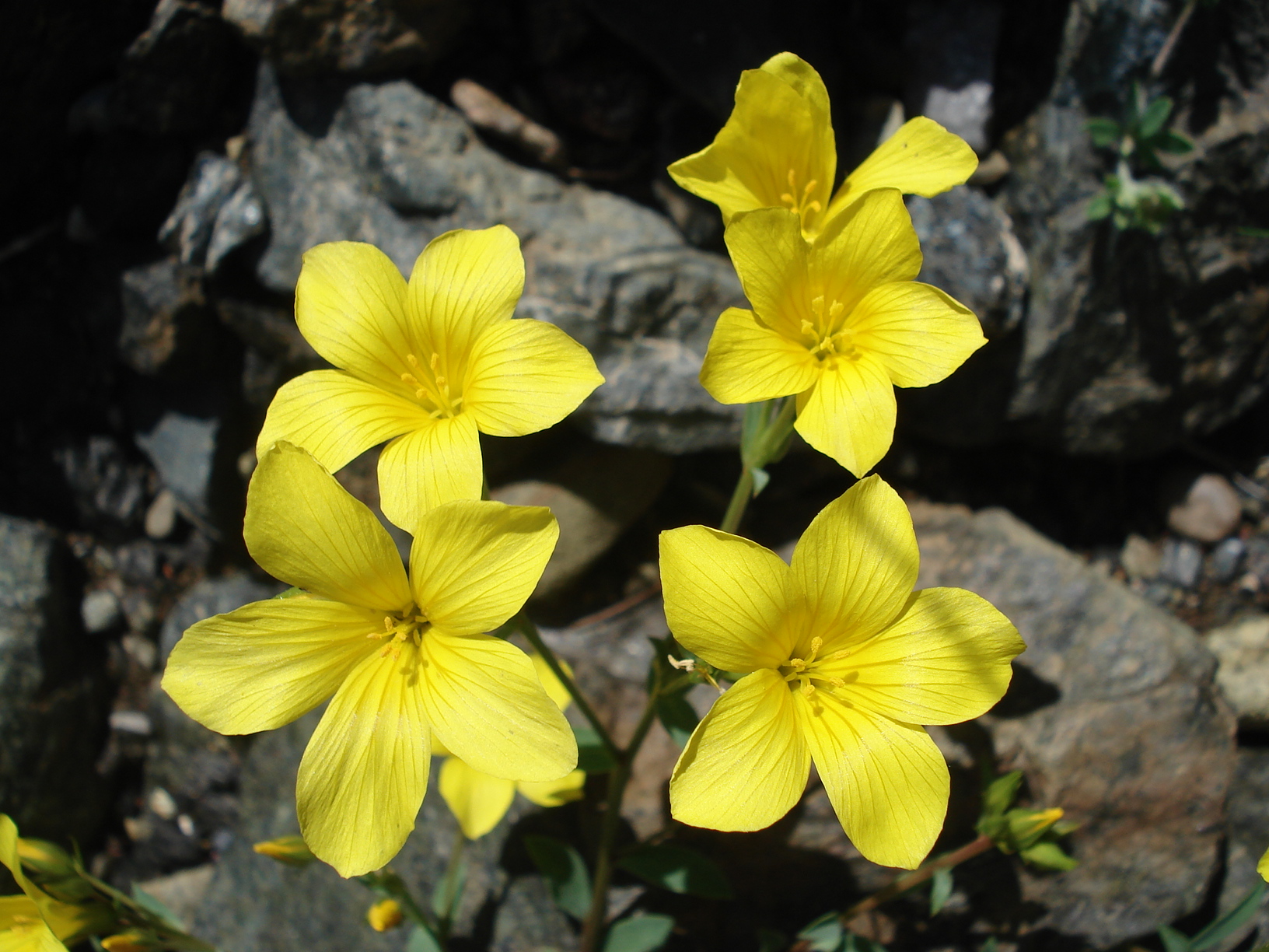 Linum.flavum.jpg