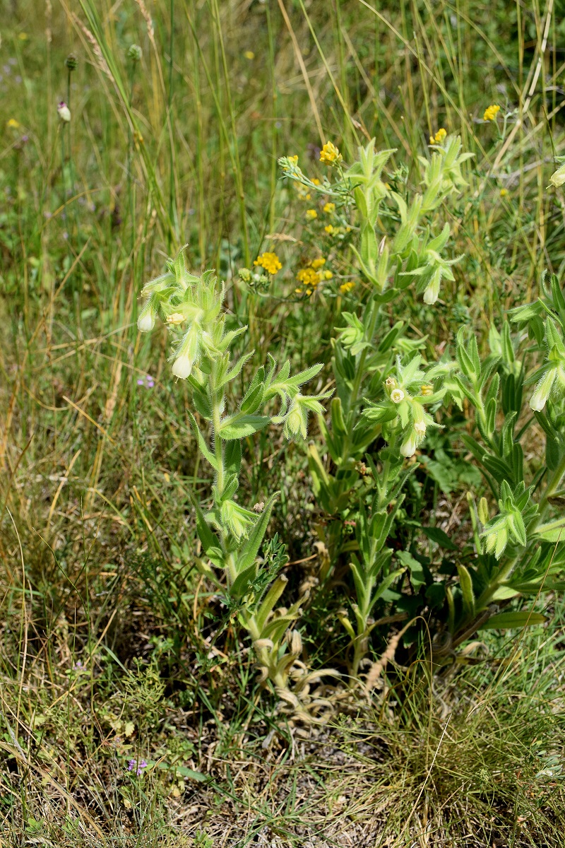 Siegendorf-19062019-(6) - Onosma arenaria - Sandlotwurz.JPG