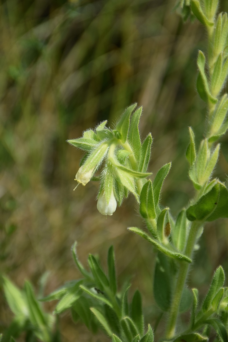 Siegendorf-19062019-(5) - Onosma arenaria - Sandlotwurz.JPG