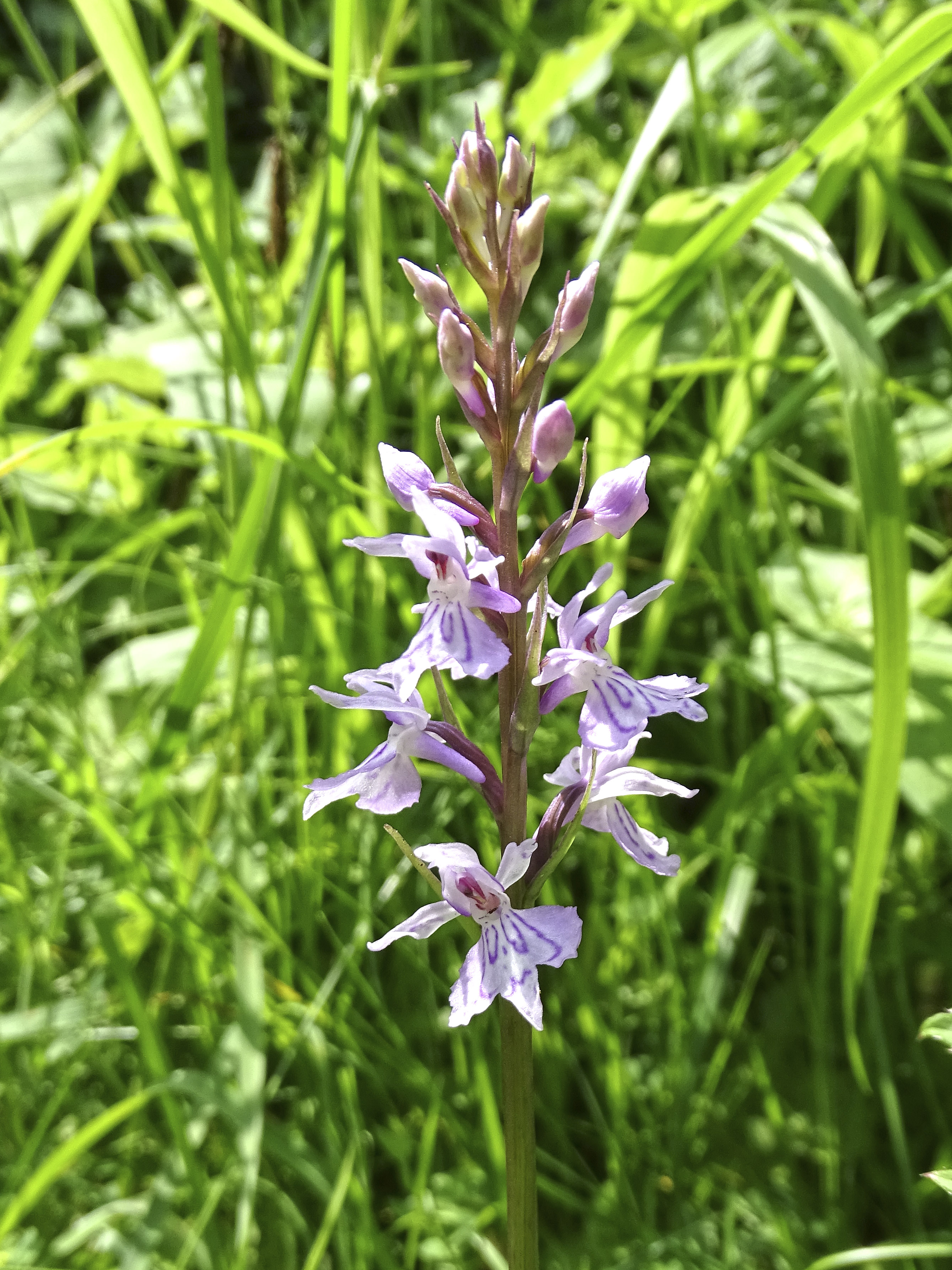 dactylorhiza fuchsii_niesenbacherkogel.jpg