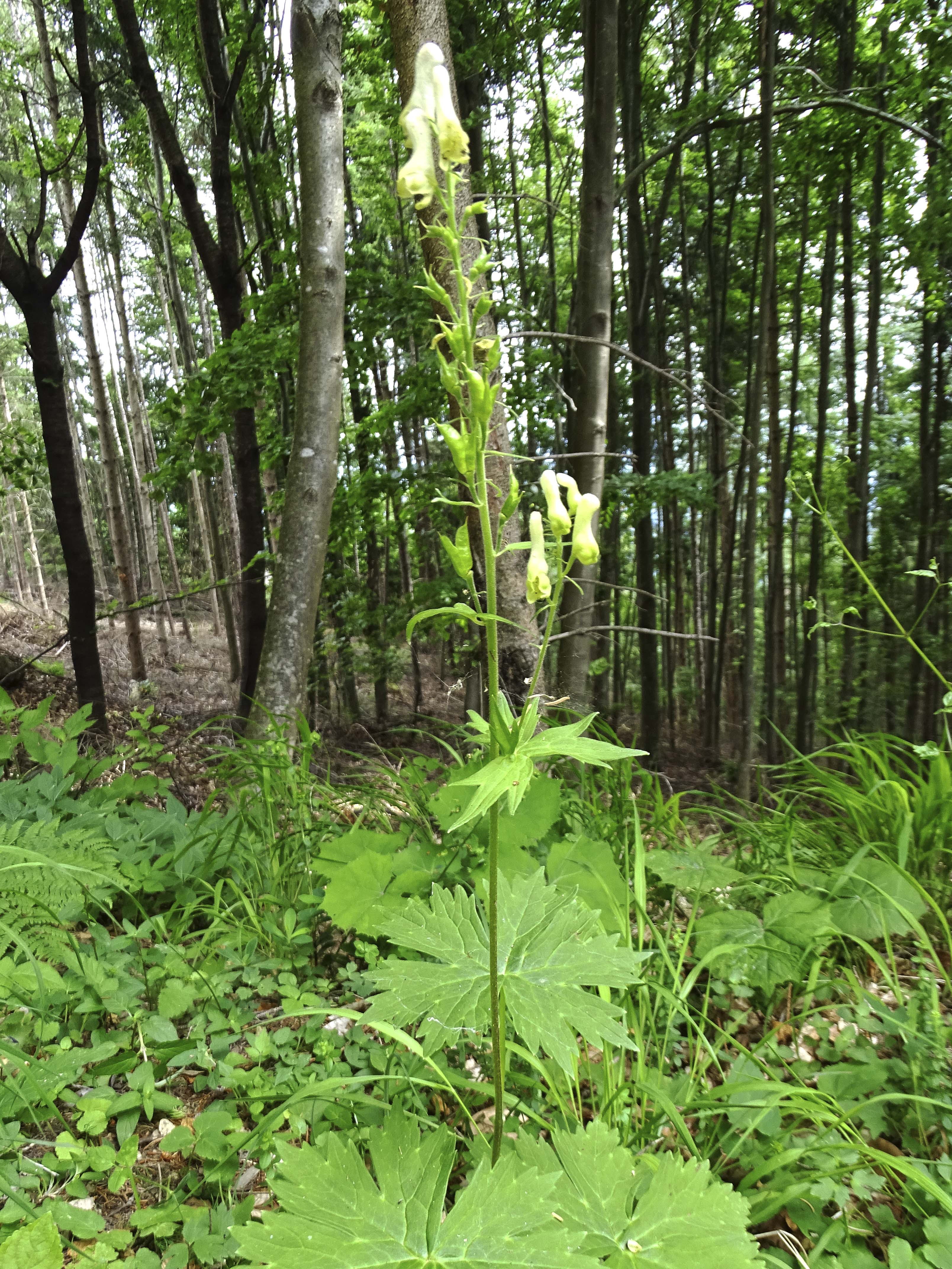 aconitum lycoctonum_niesenbacherkogel.jpg