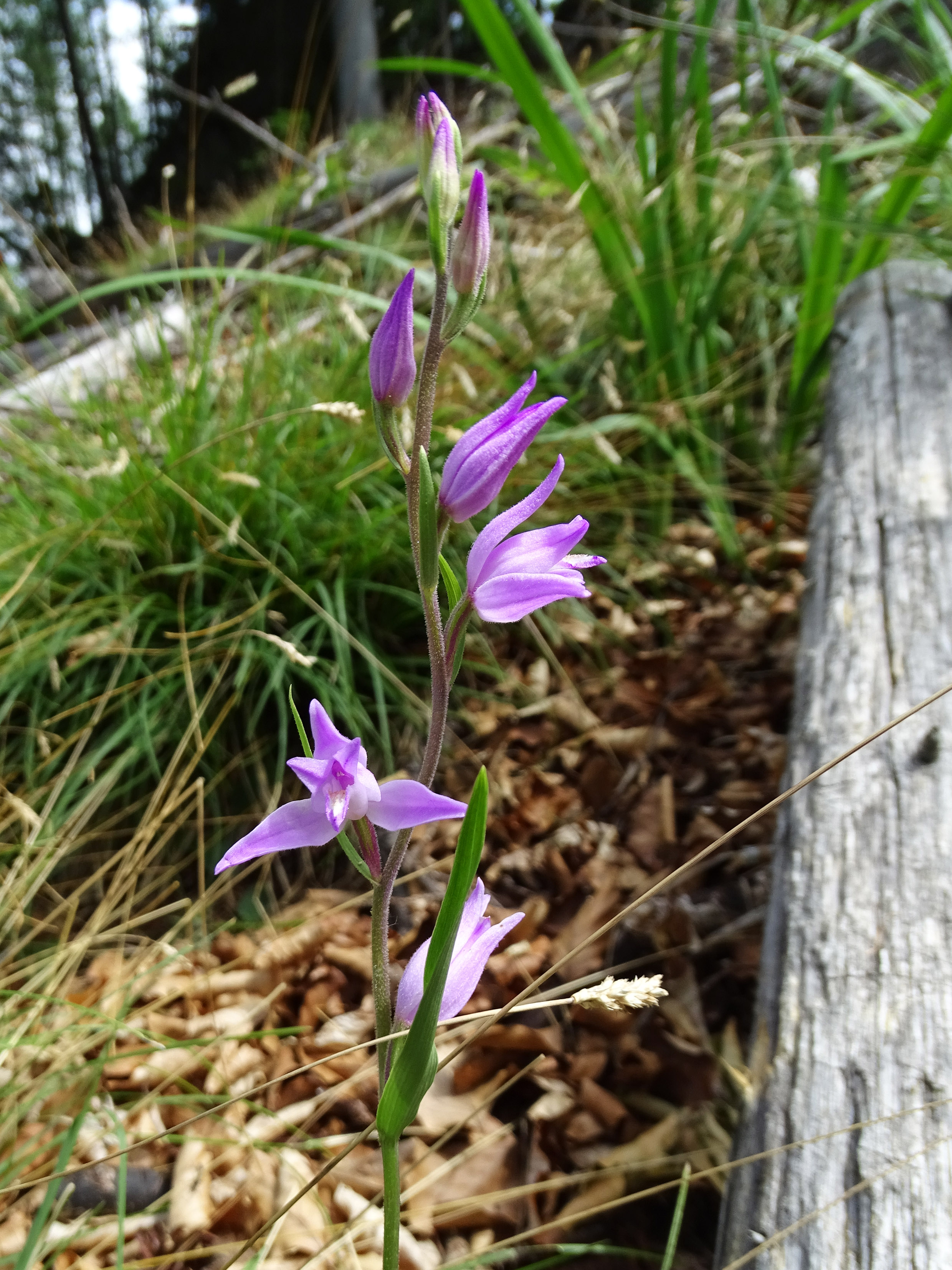 cephalanthera rubra_niesenbacherkogel.jpg
