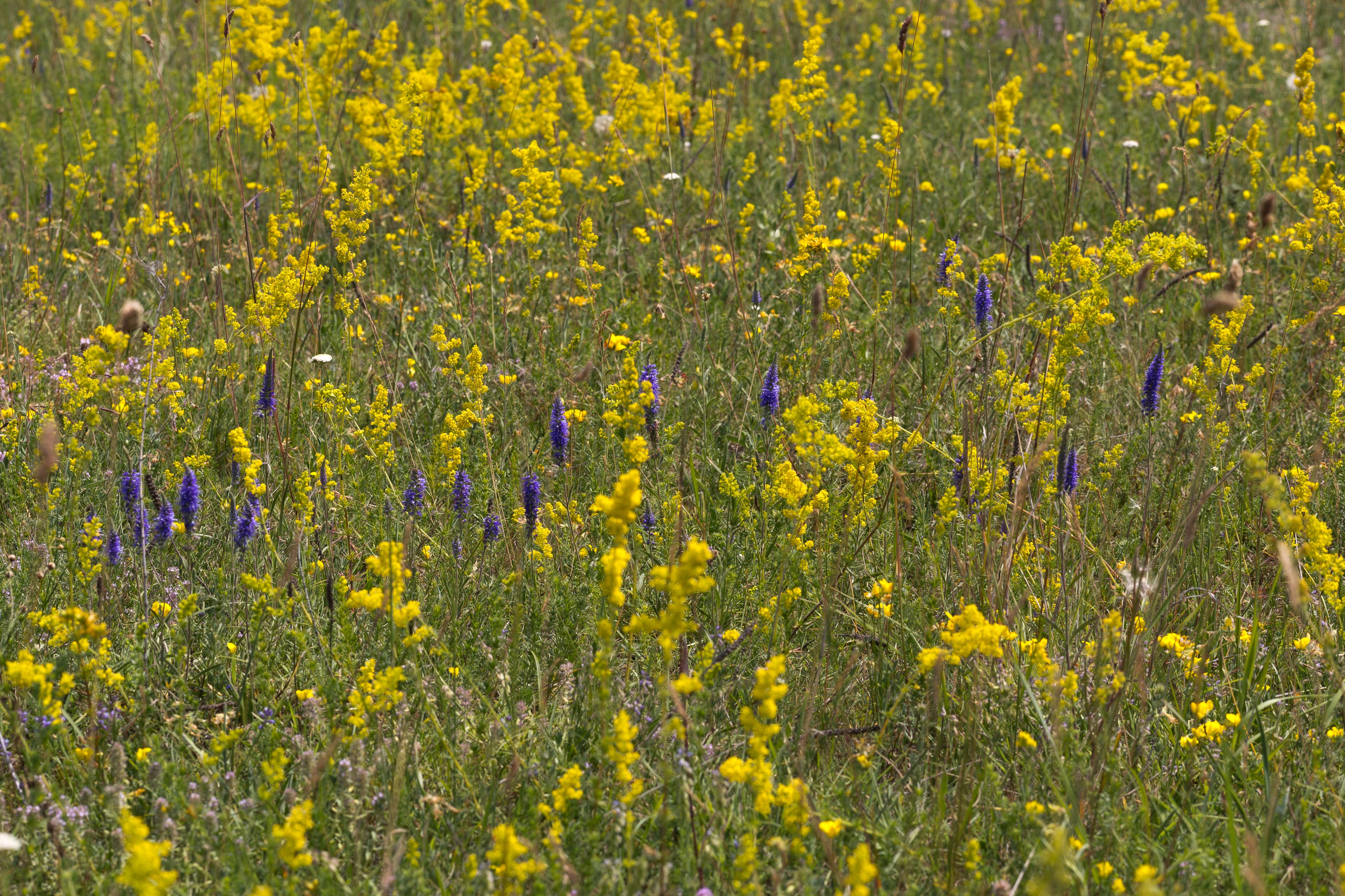 Antirrhinaceae_Veronica spicata 1-2.jpg