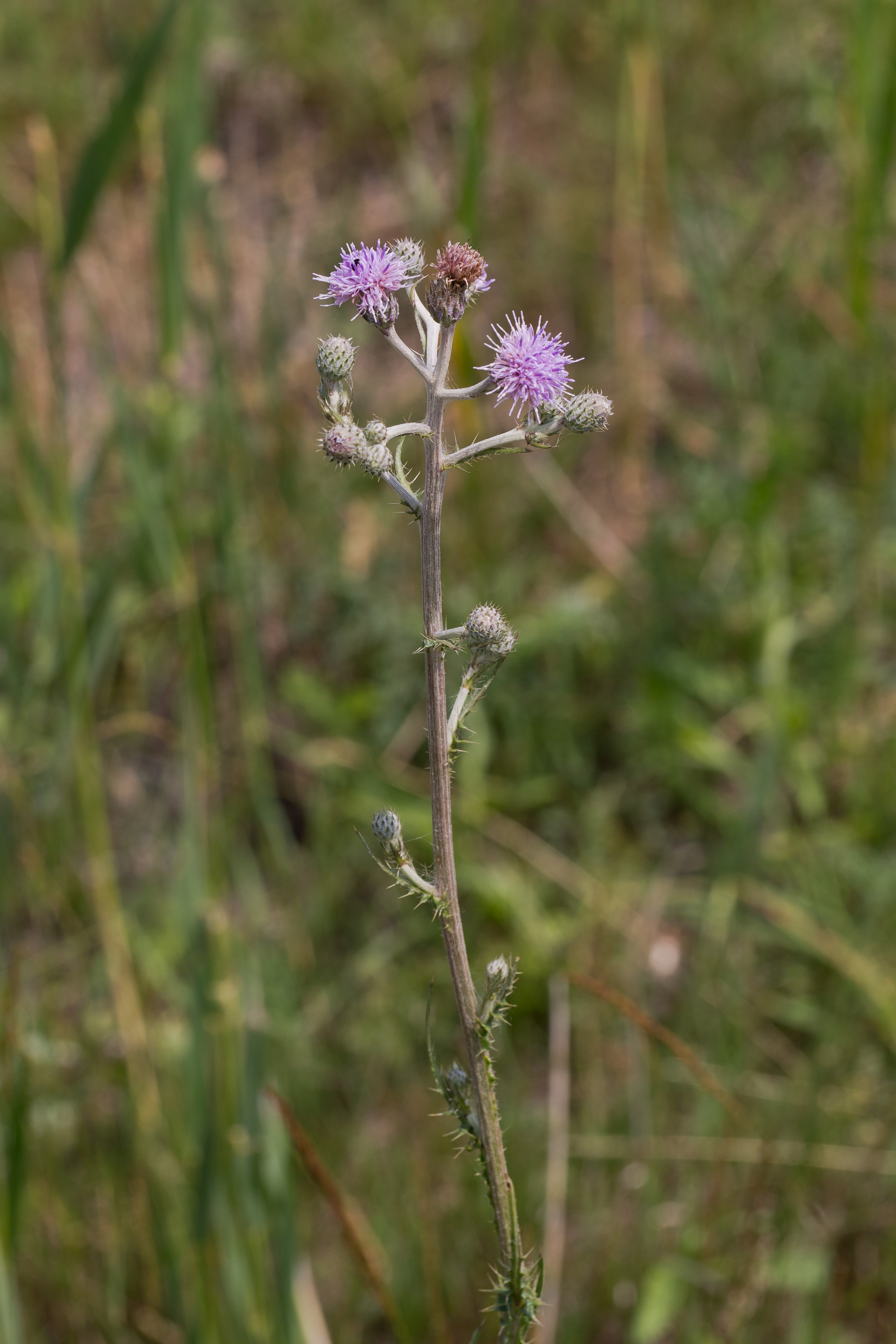 Asteraceae_Cirsium brachycephalum 1-2.jpg