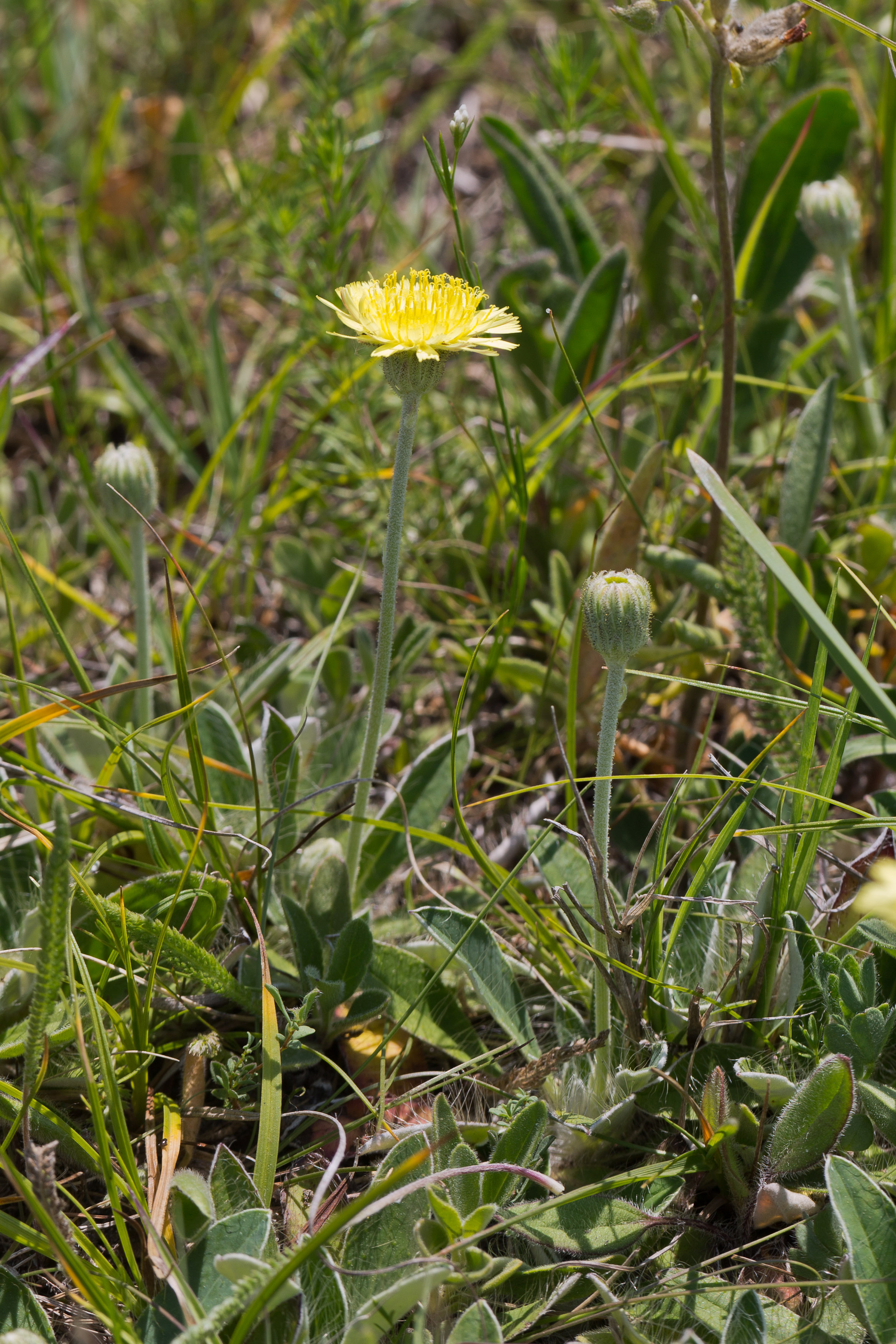 Asteraceae_Hieracium hoppeanum testimoniale 2-2.jpg