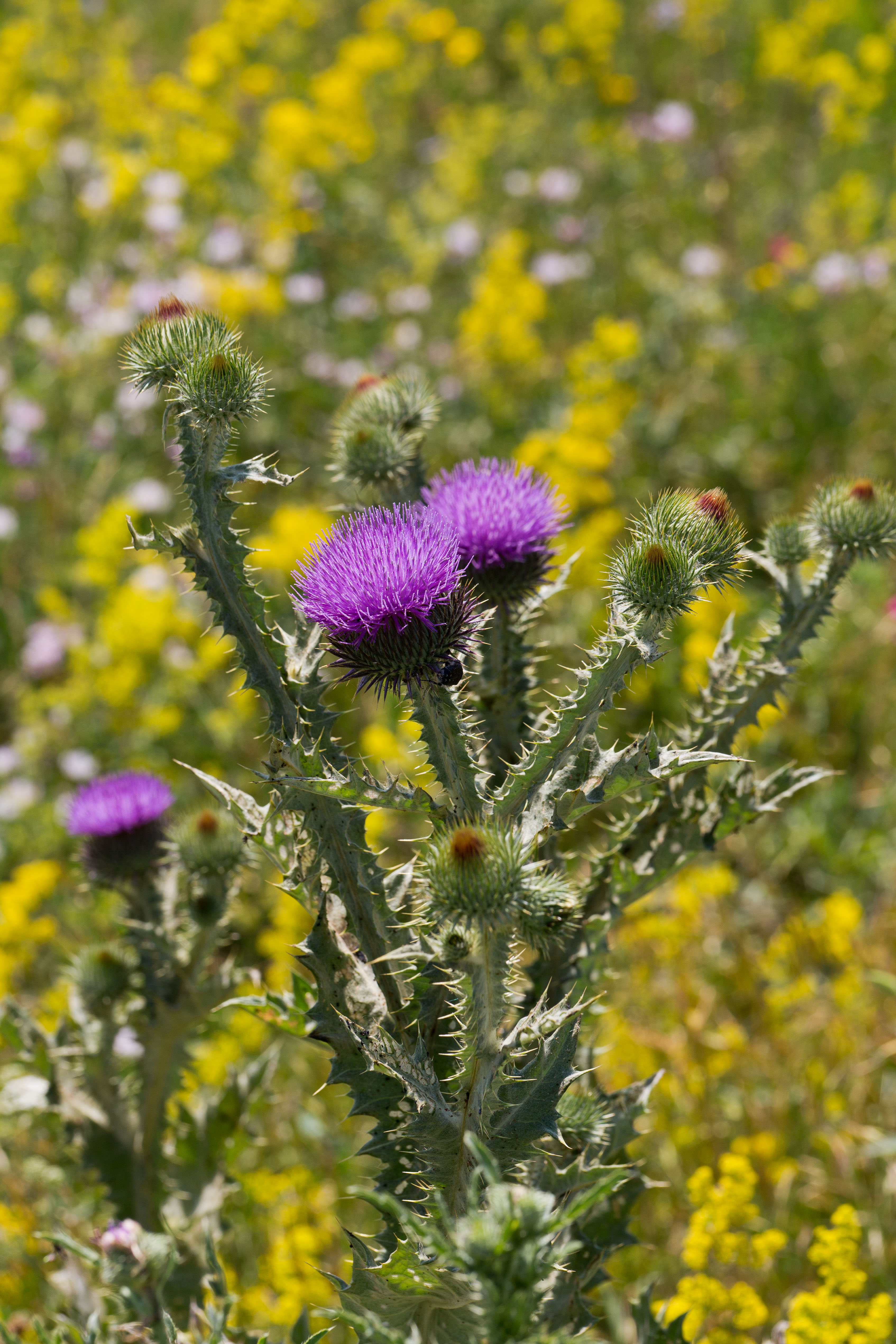 Asteraceae_Onopordum acanthium 1-2.jpg