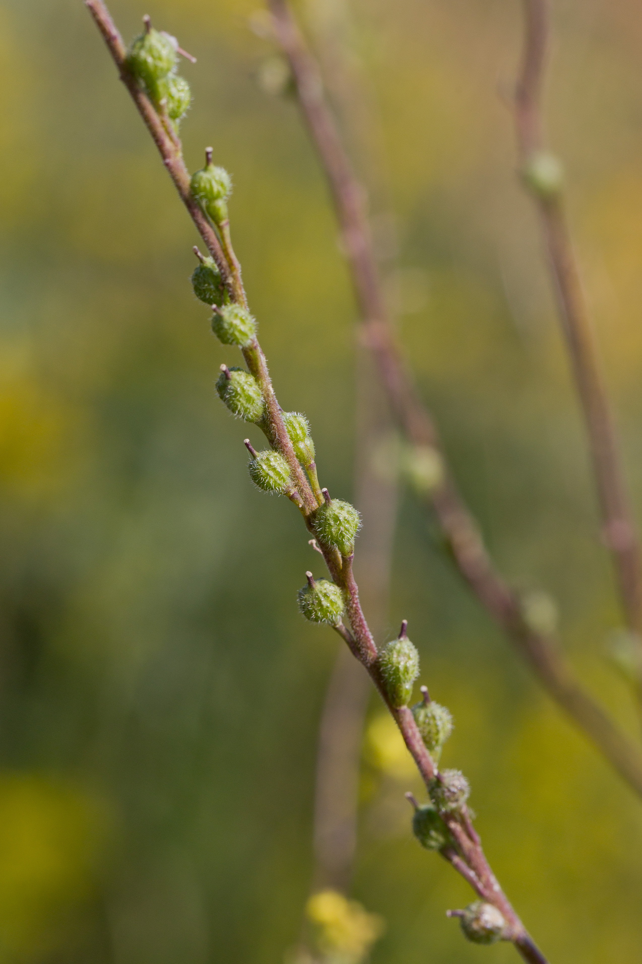 Brassicaceaed_Rapistrum rugosum rugosum 1-2.jpg