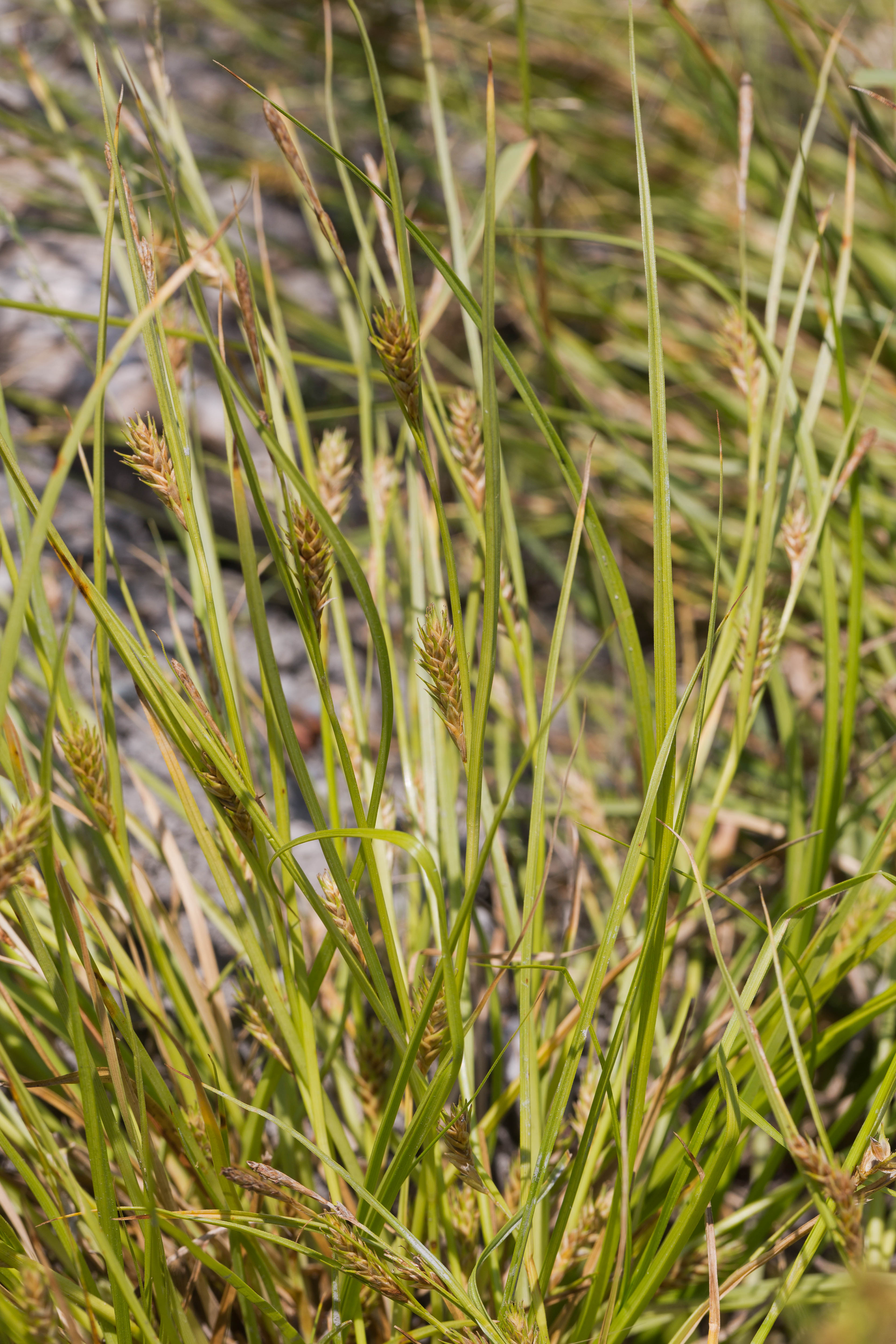 Cyperaceae_Carex secalina 1-2.jpg