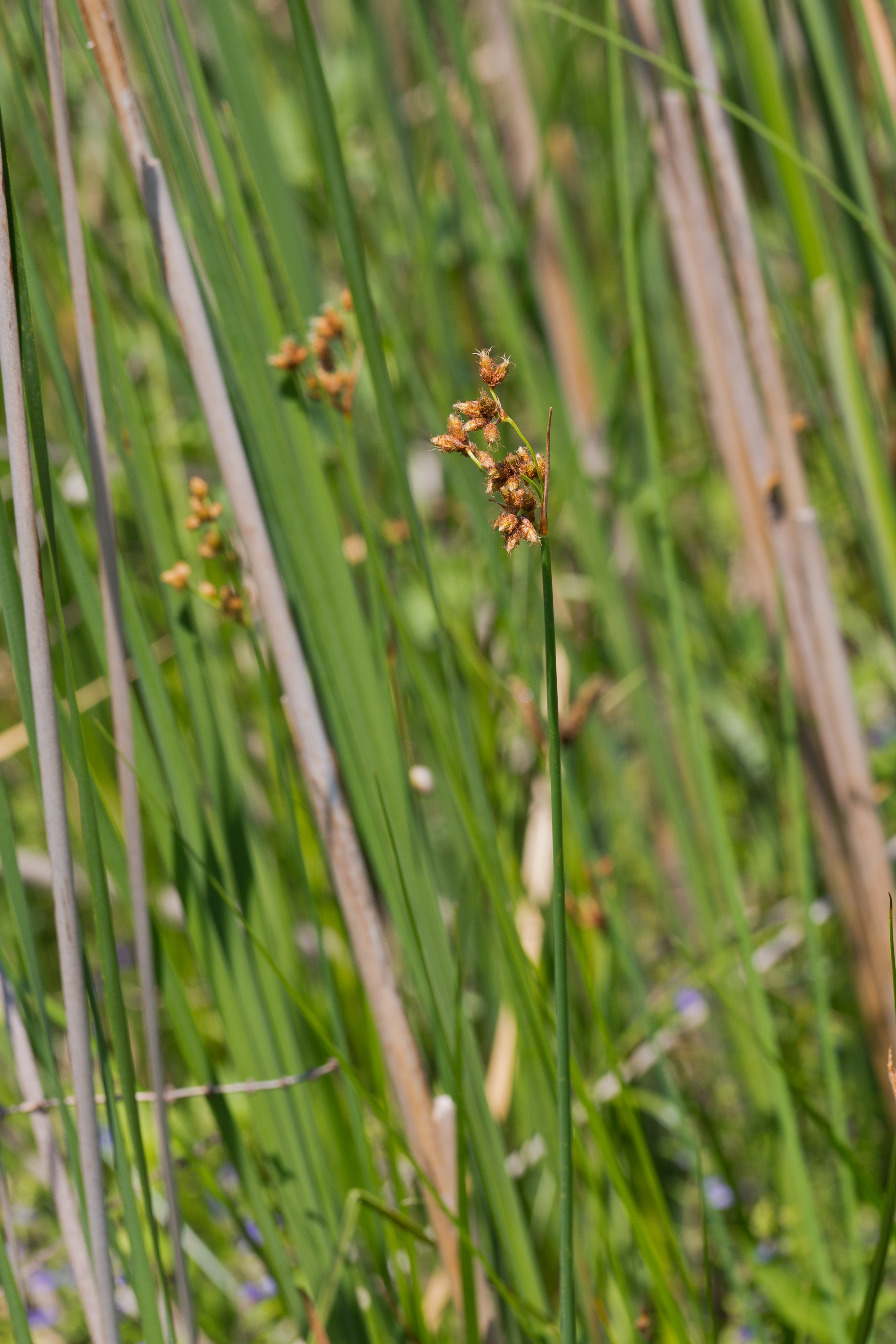 Cyperaceae_Schoenoplectus tabernaemontani 1-2.jpg