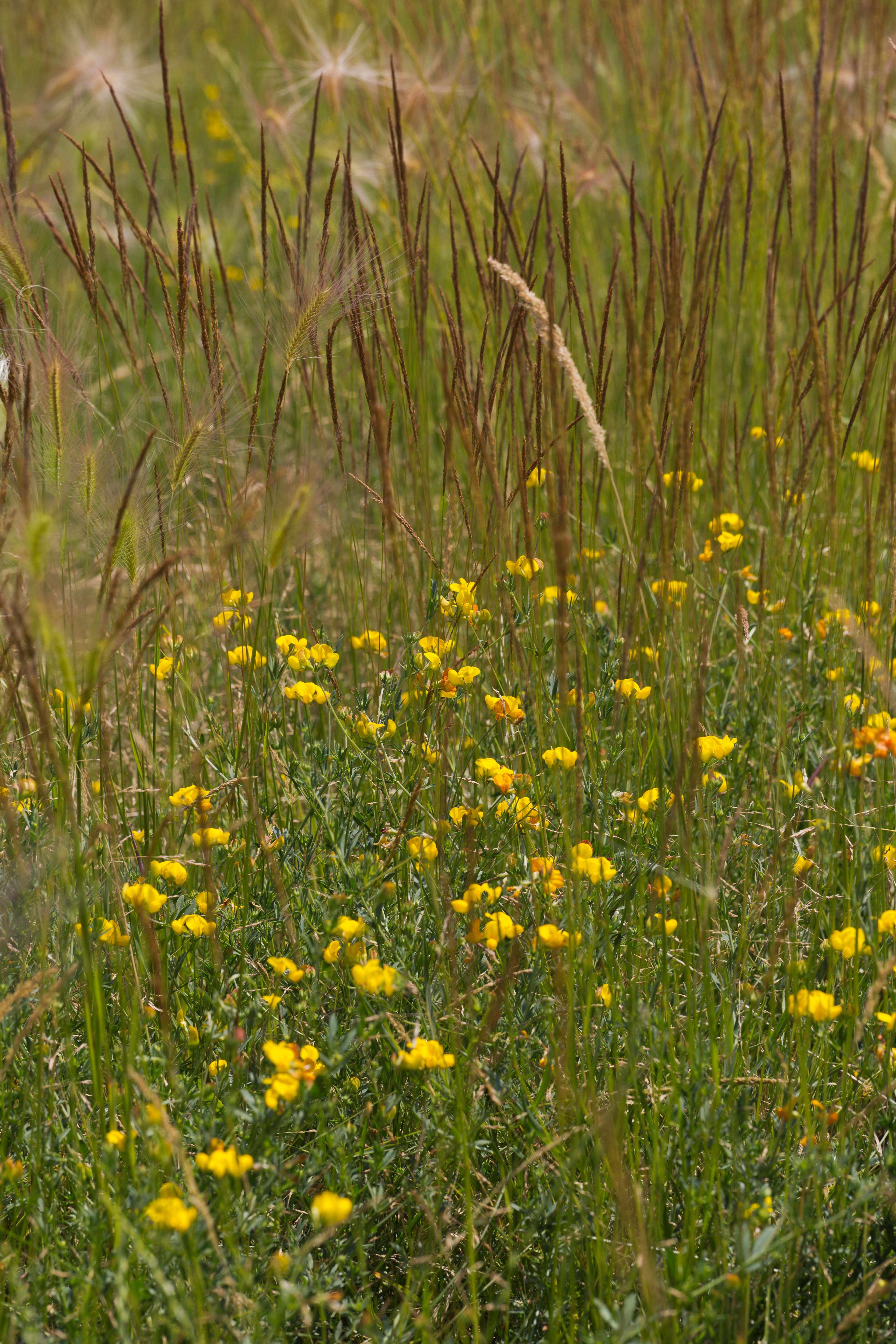 Fabaceae_Lotus tenuis 1-2.jpg