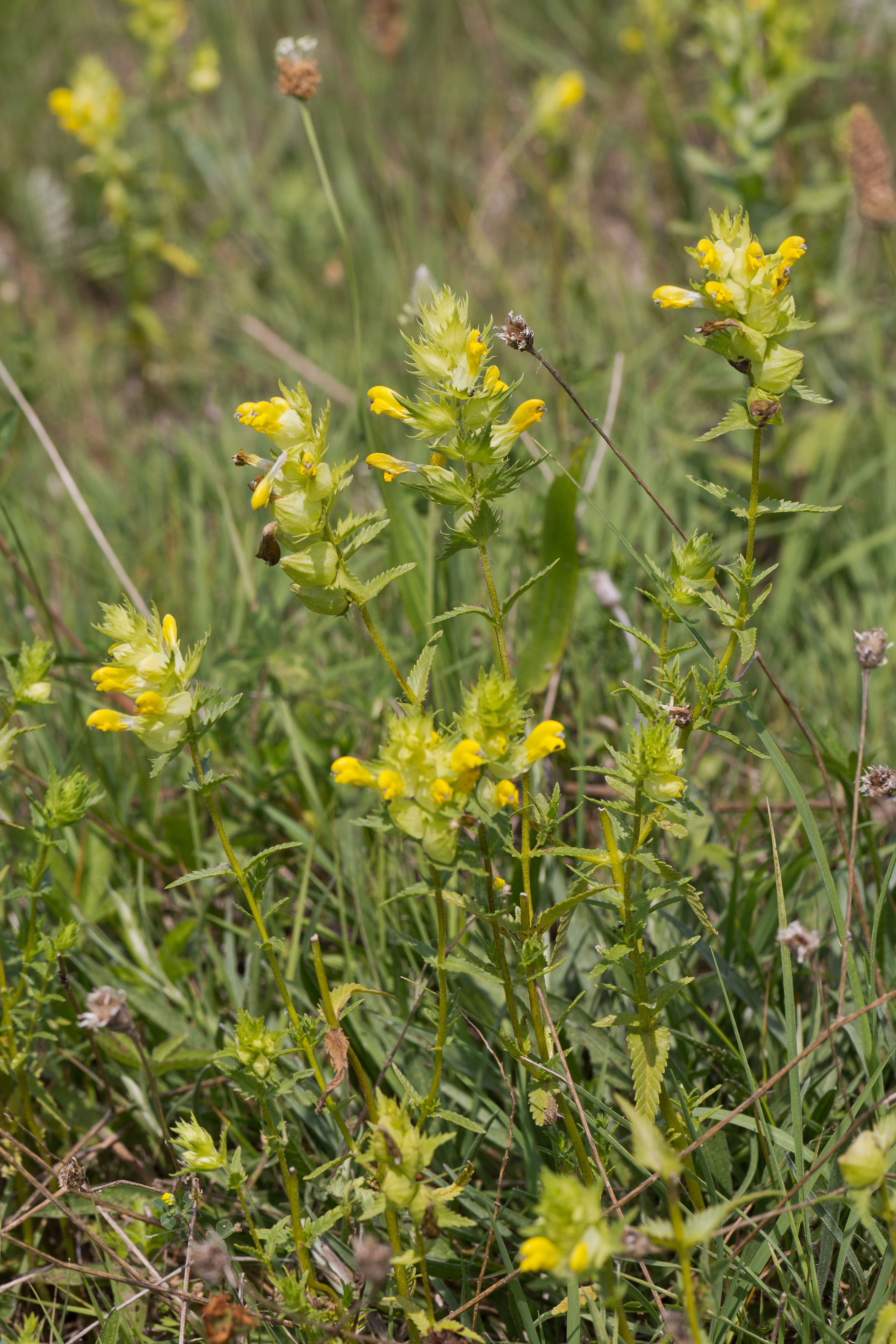 Orobanchaceae_Rhinanthus borbasii cf 1-2.jpg