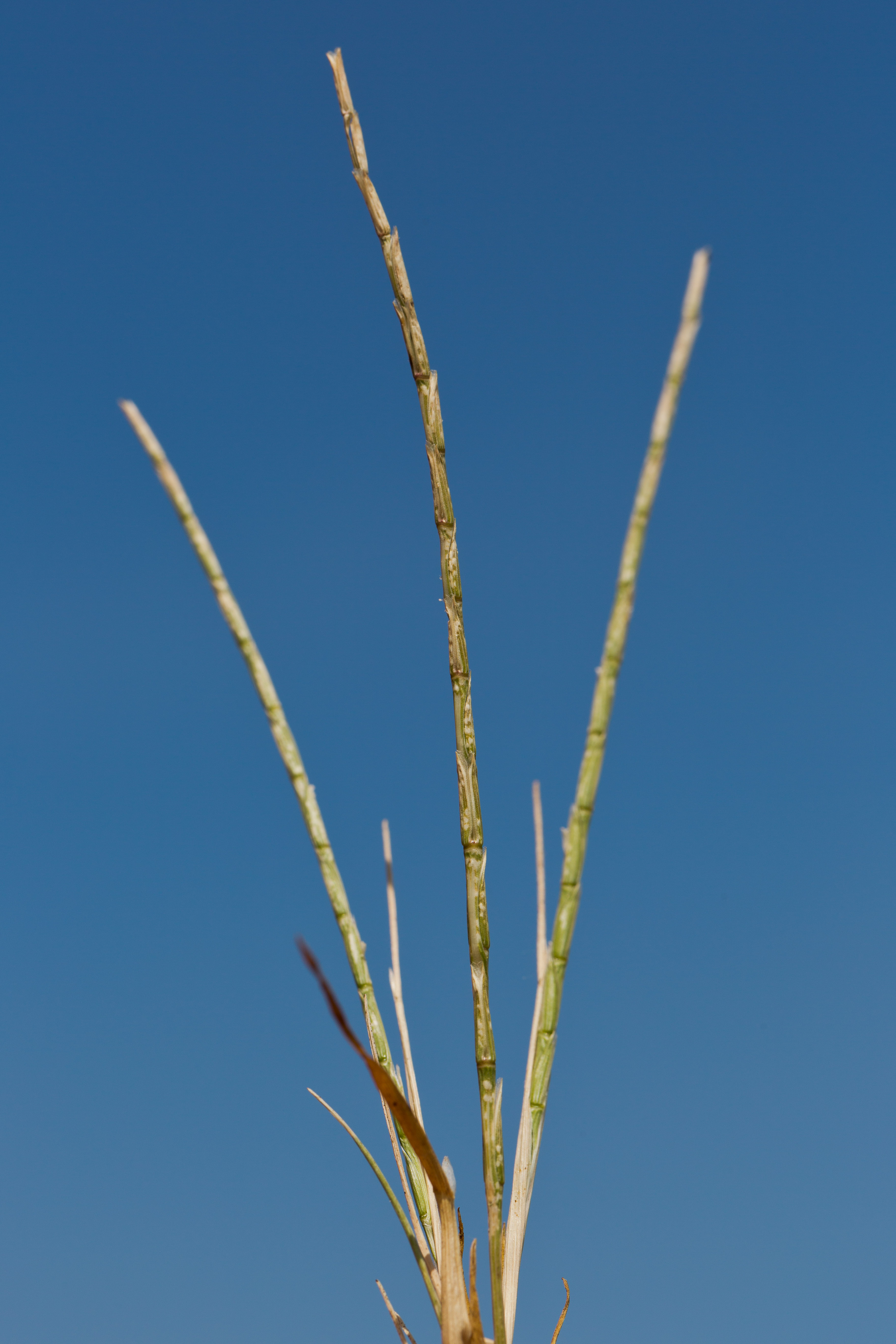 Poaceae_Pholiurus pannonicus 3-2.jpg
