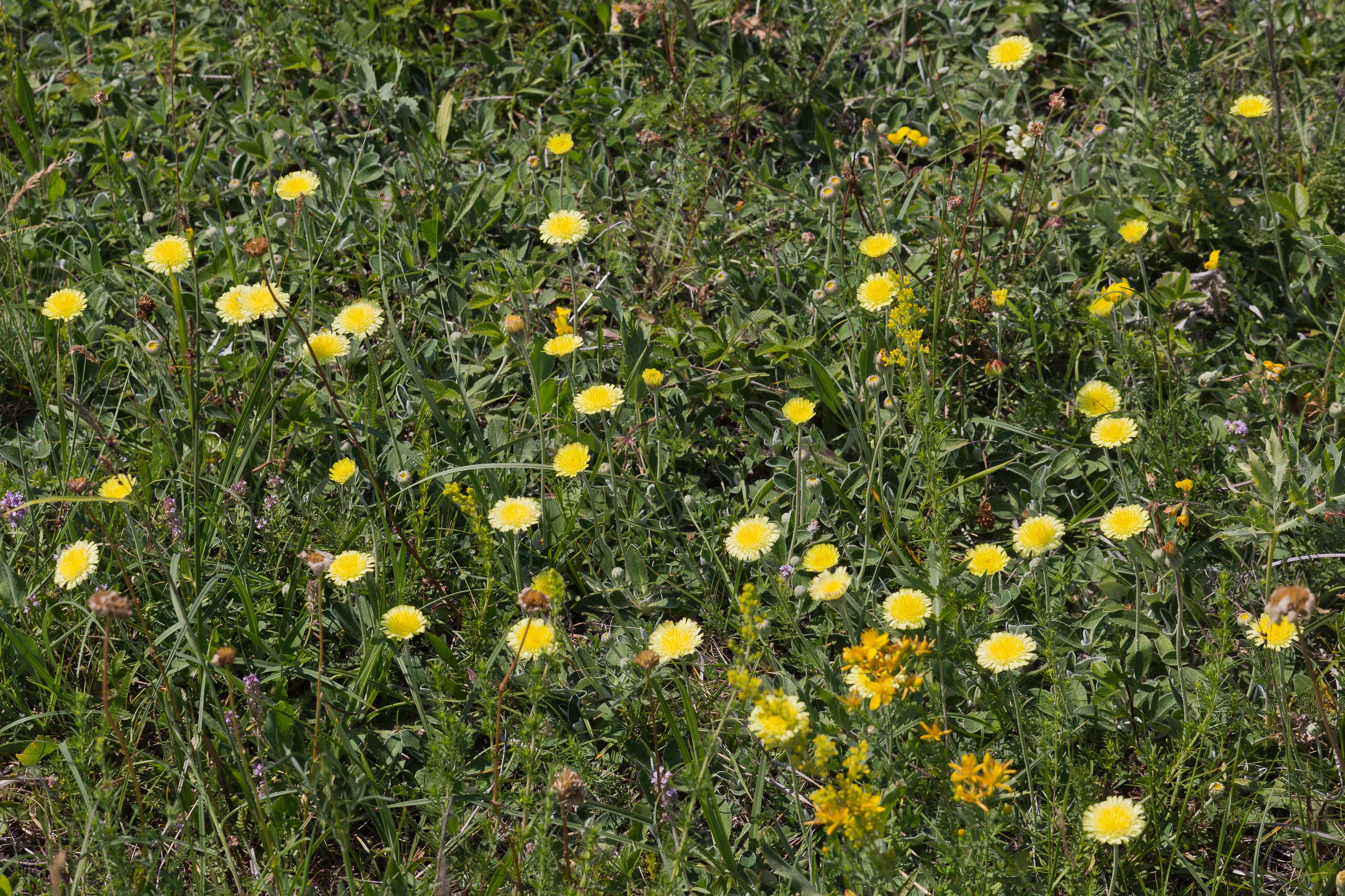 Asteraceae_Hieracium hoppeanum testimoniale 1-2.jpg