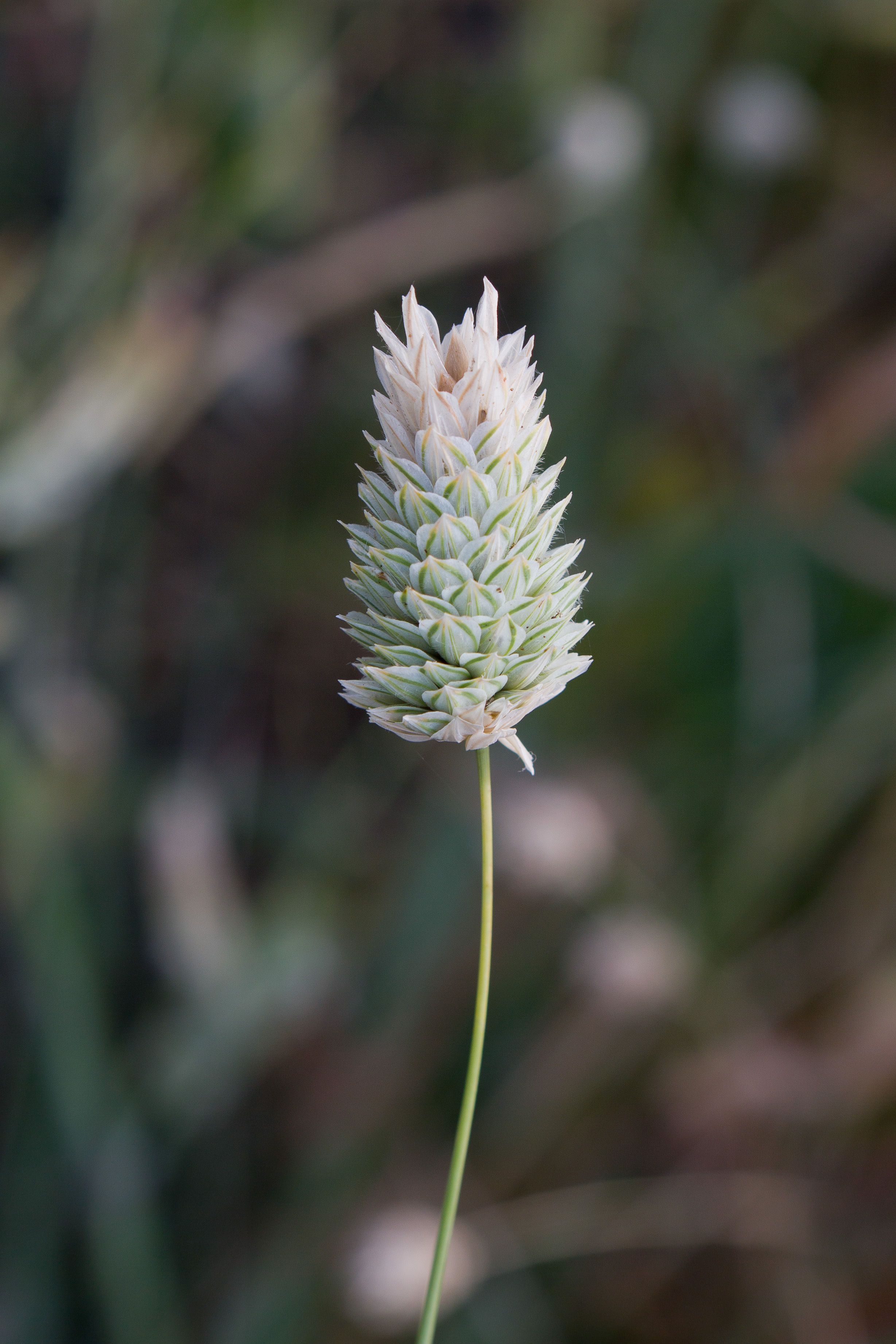 Poaceae_Phalaris canariensis 1-2.jpg
