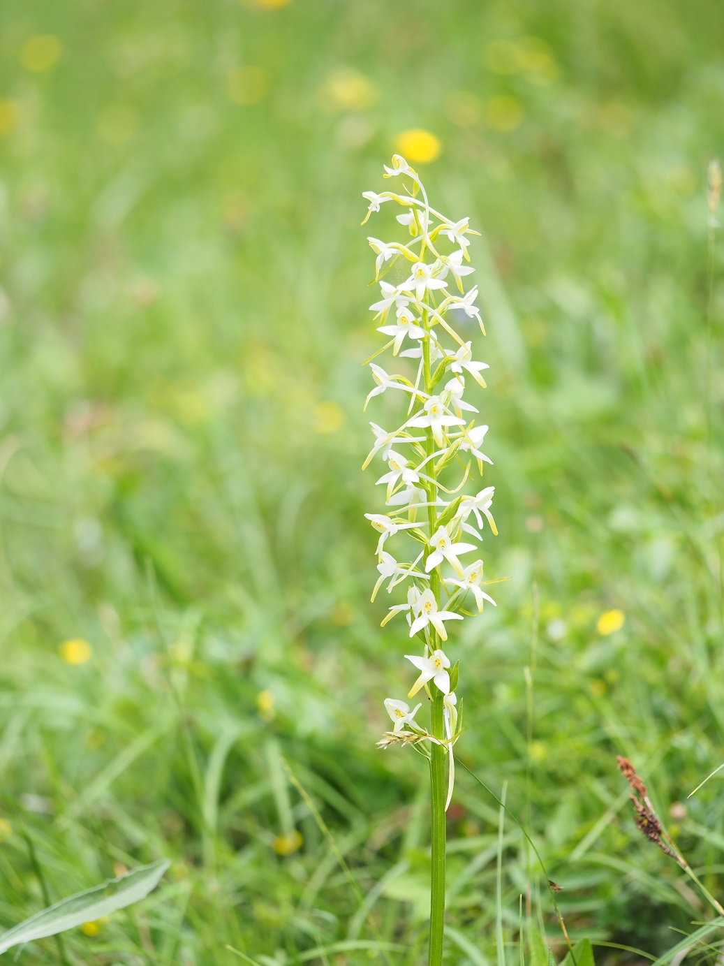 38 platanthera.JPG