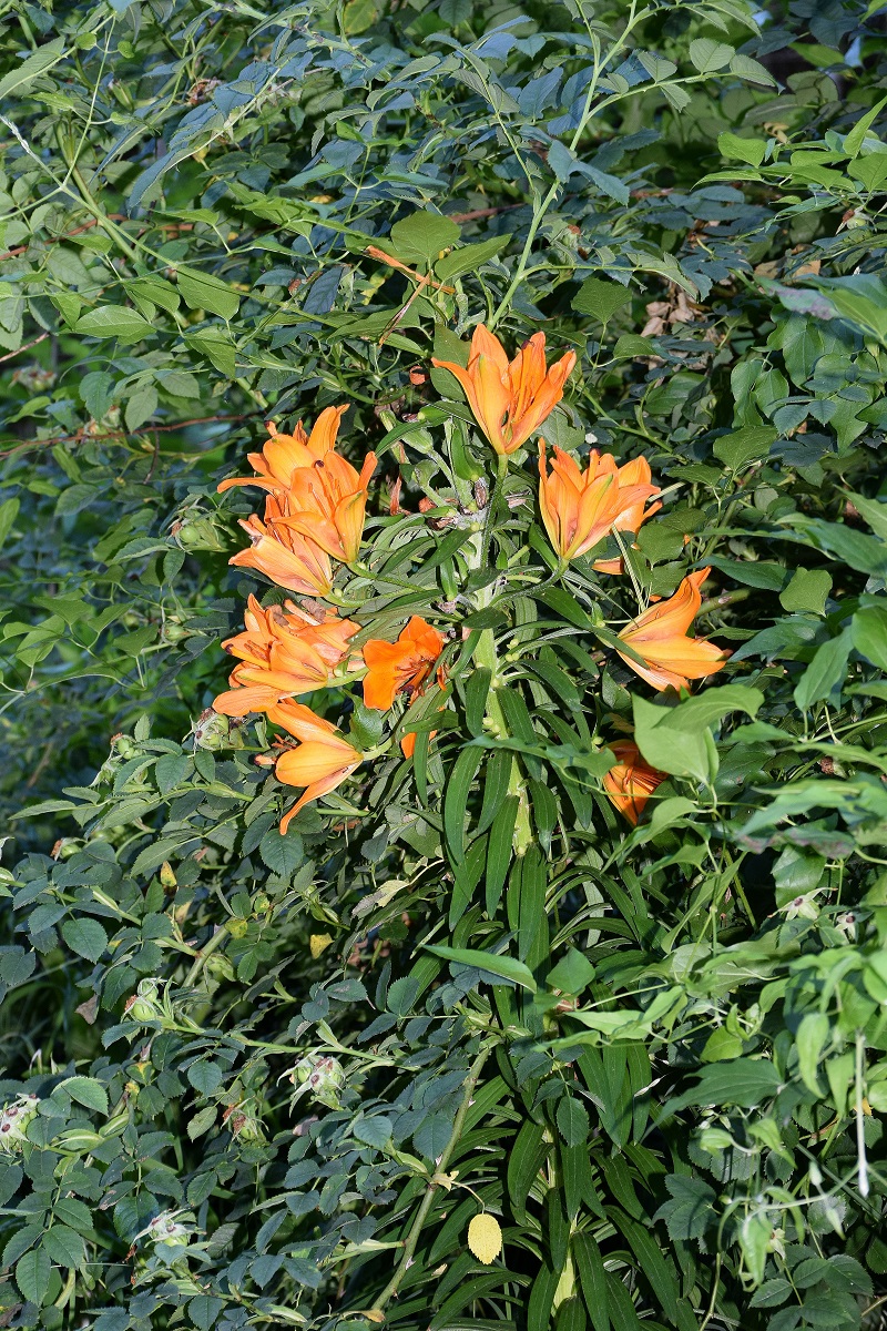 Lilienfeld-21062019-(2) - Lilium bulbiferum subsp. bulbiferum - Bulbillentragende Feuer-Lilie.JPG