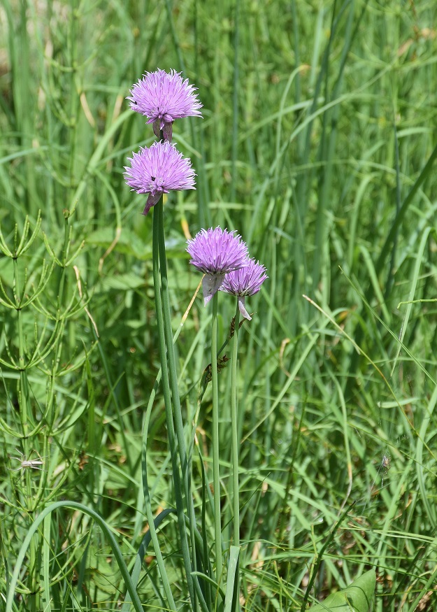 Kernhof-21062019-(12) - Nasswiese nach Gscheid- Allium schoenoprasum var. alpinum - Alpen-Schnittlauch.JPG