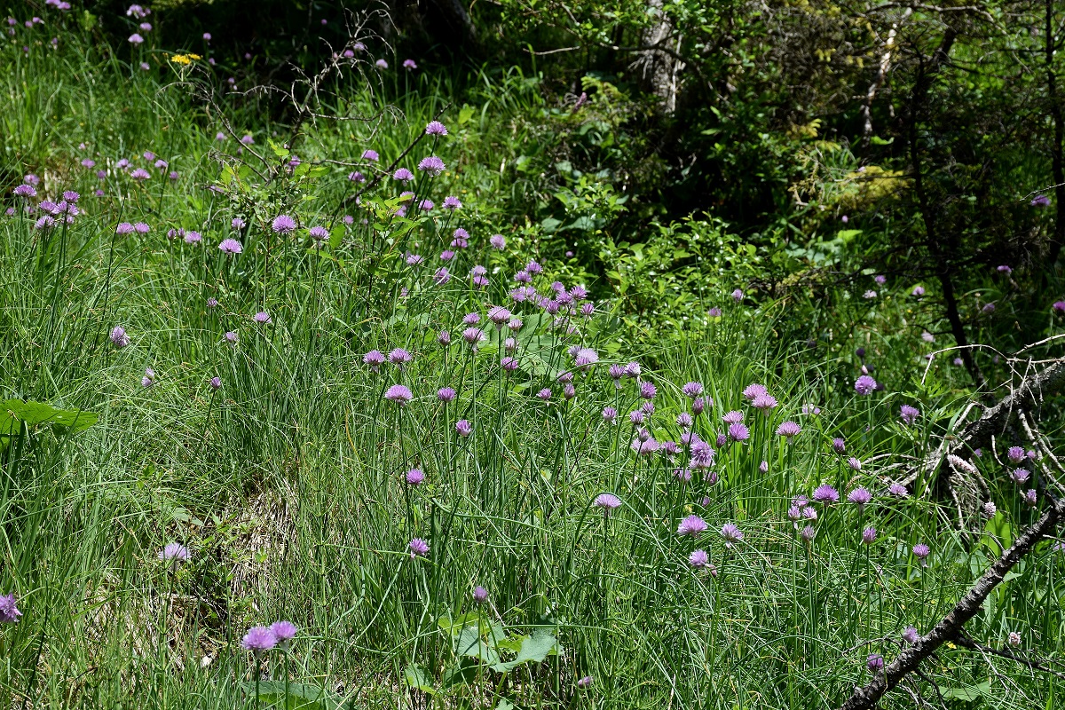 Kernhof-21062019-(13) - Nasswiese nach Gscheid- Allium schoenoprasum var. alpinum - Alpen-Schnittlauch.JPG