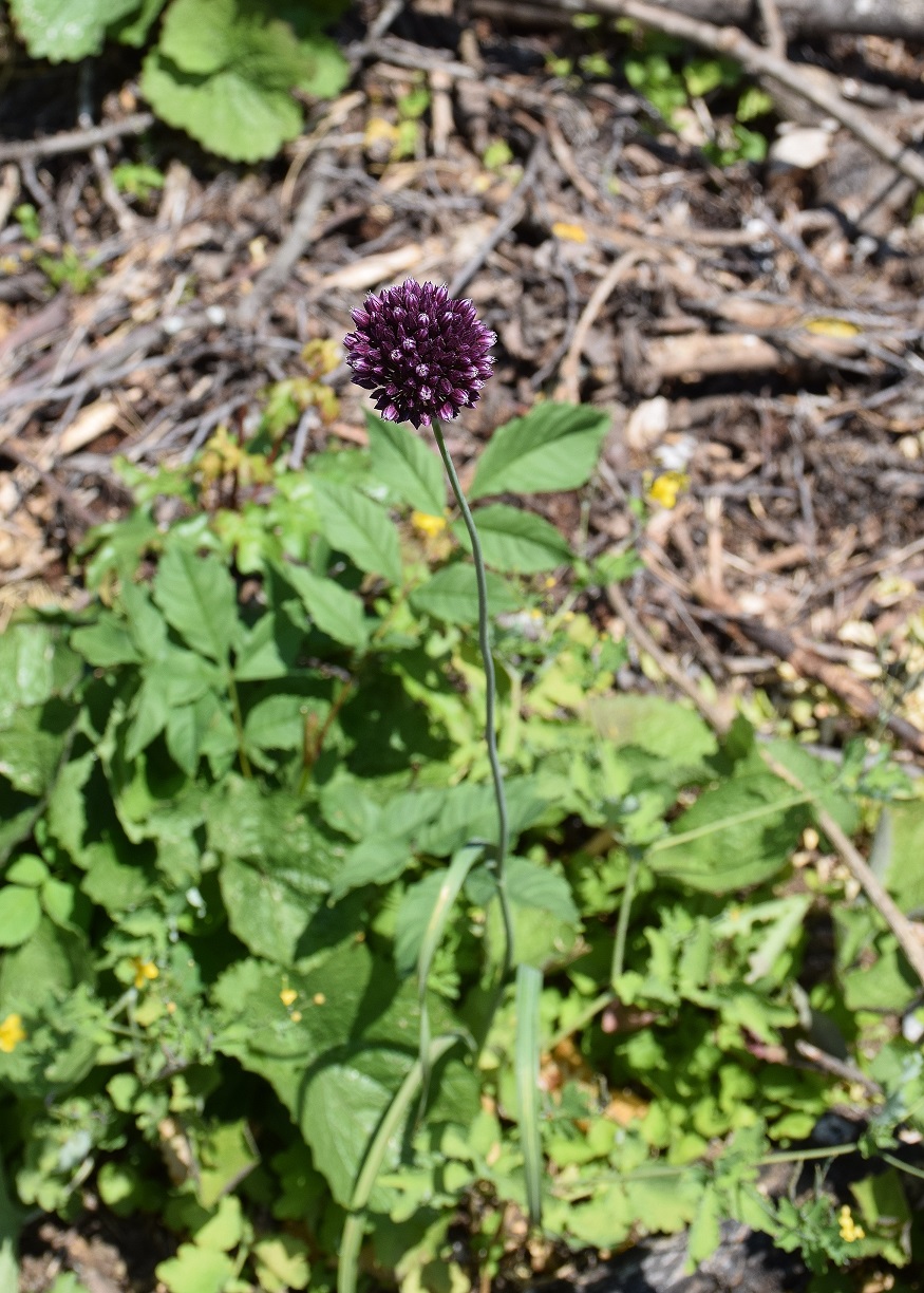 Alland-Windhaag-20062019-(2) - Allium rotundum    - Rund-Lauch.JPG