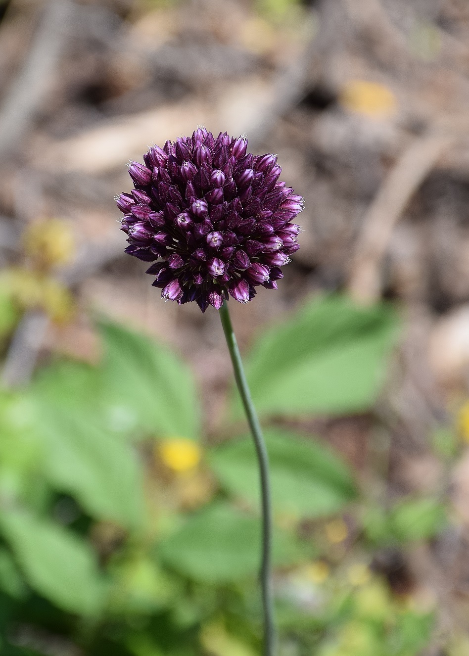 Alland-Windhaag-20062019-(3) - Allium rotundum    - Rund-Lauch.JPG