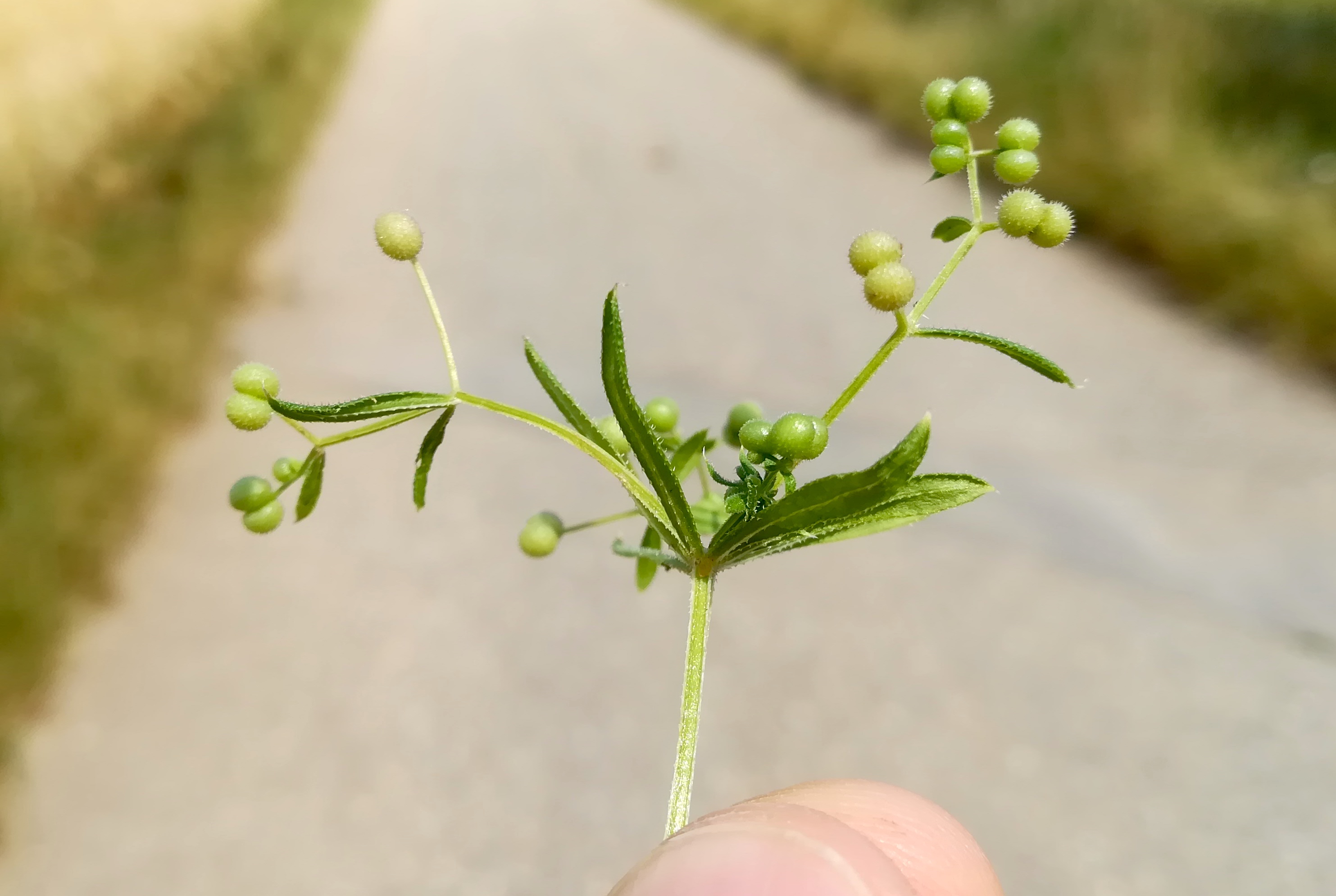 galium spurium var. echinospermum agrarlandschaft zw. haslau und maria ellend_20190624_150537.jpg