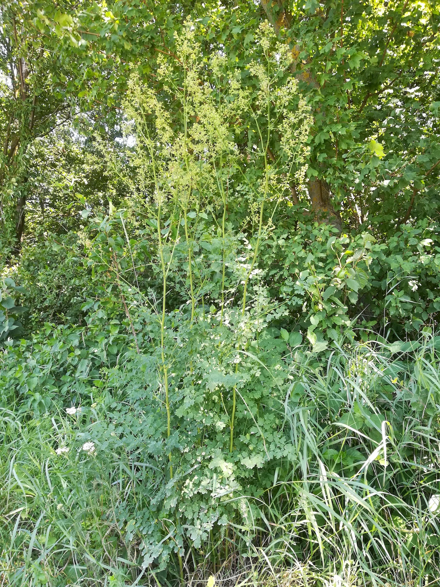 thalictrum minus cf. subsp. minus agrarlandschaft zw. haslau und maria ellend_20190624_141143.jpg