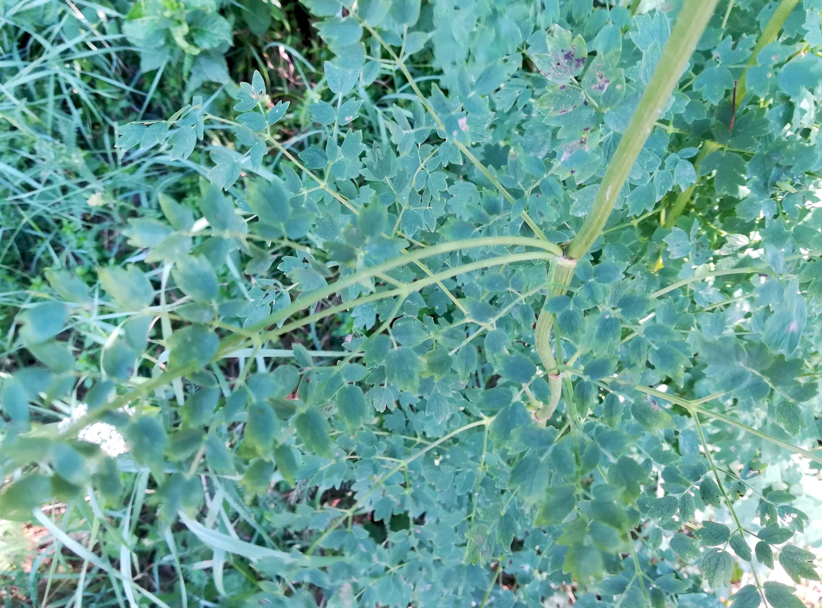 thalictrum minus cf. subsp. minus agrarlandschaft zw. haslau und maria ellend_20190624_141235.jpg