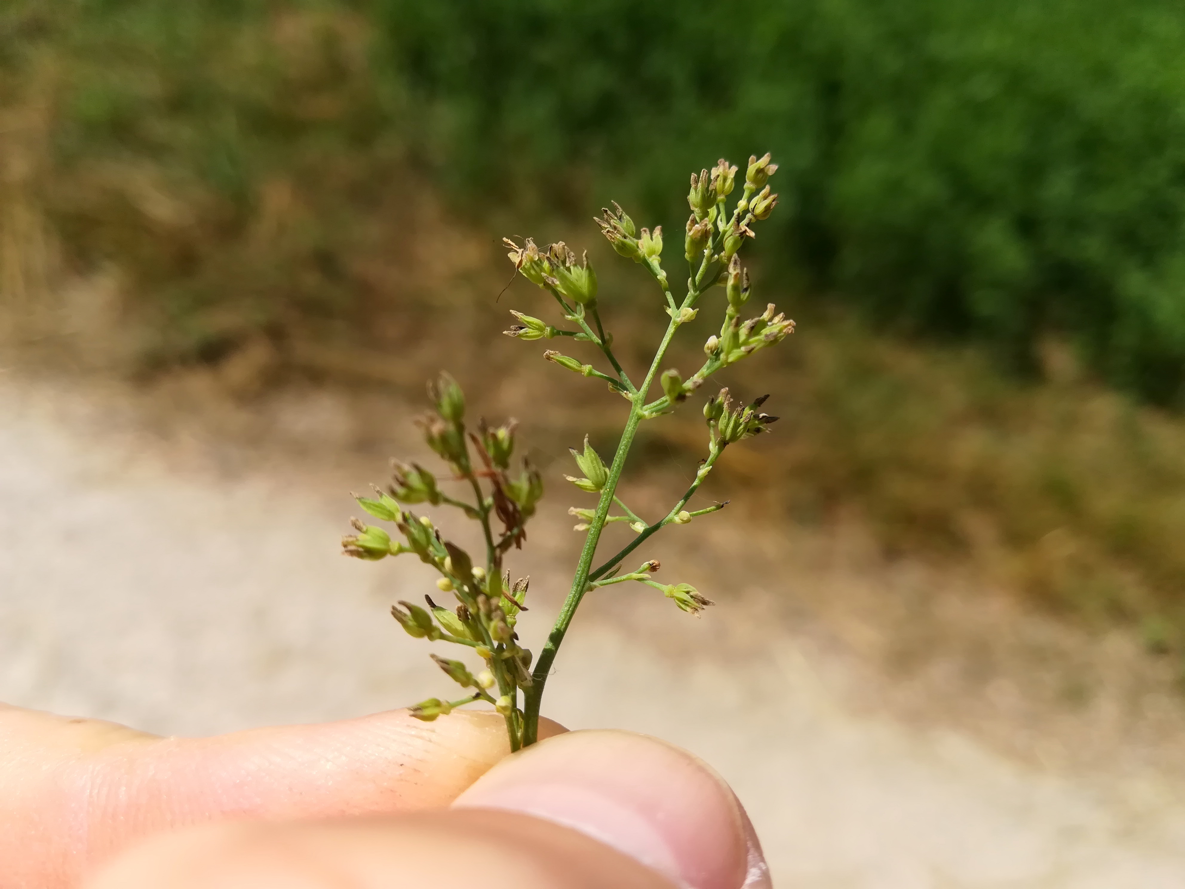 thalictrum minus cf. subsp. minus agrarlandschaft zw. haslau und maria ellend_20190624_141307.jpg